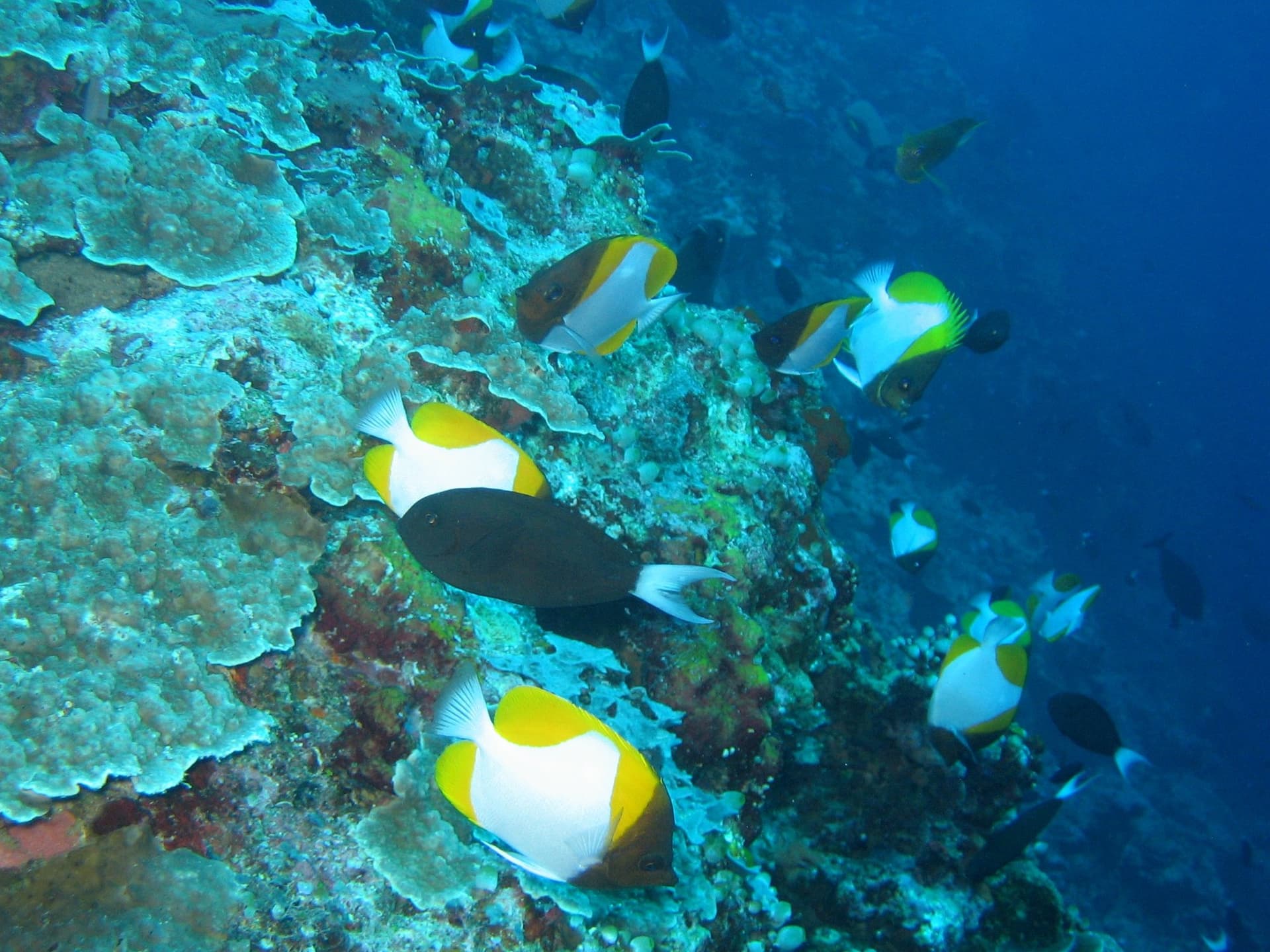 Apo Reef