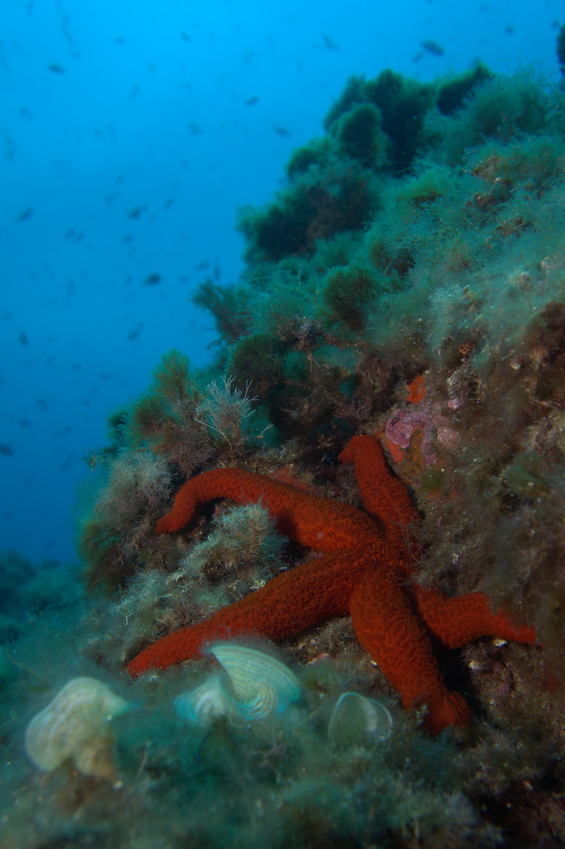 Red starfish