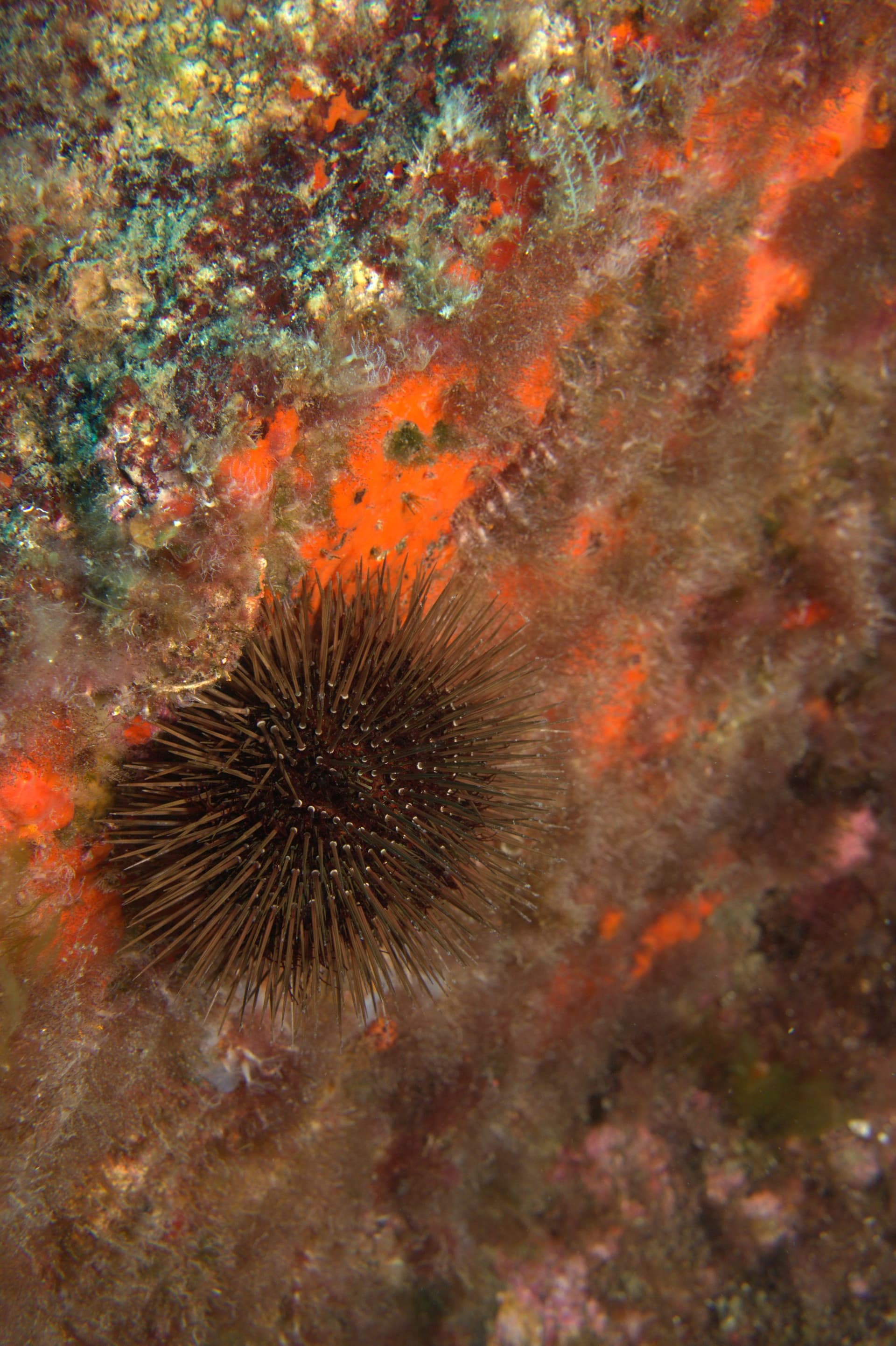 Sea urchin