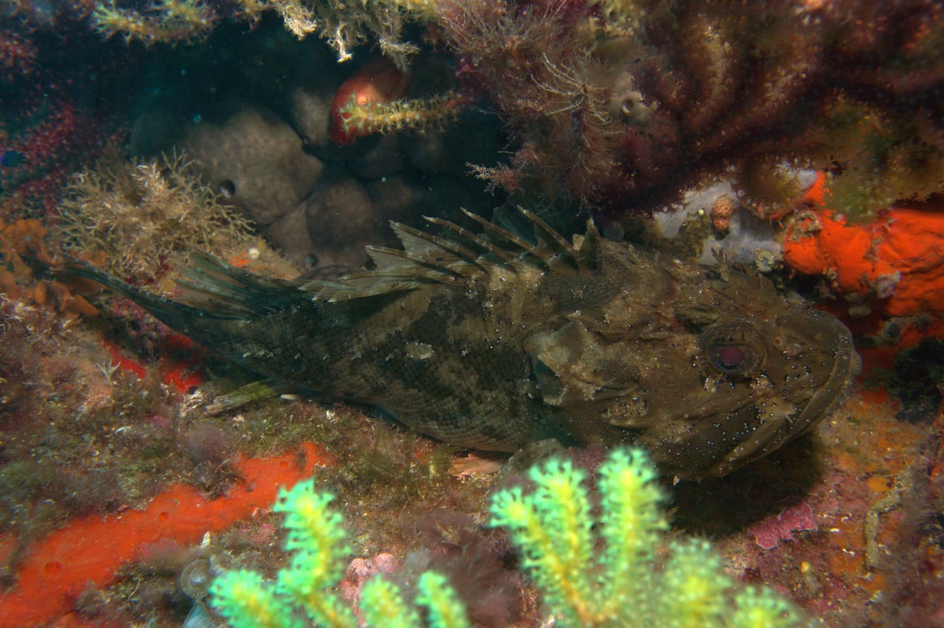 Black scorpionfish