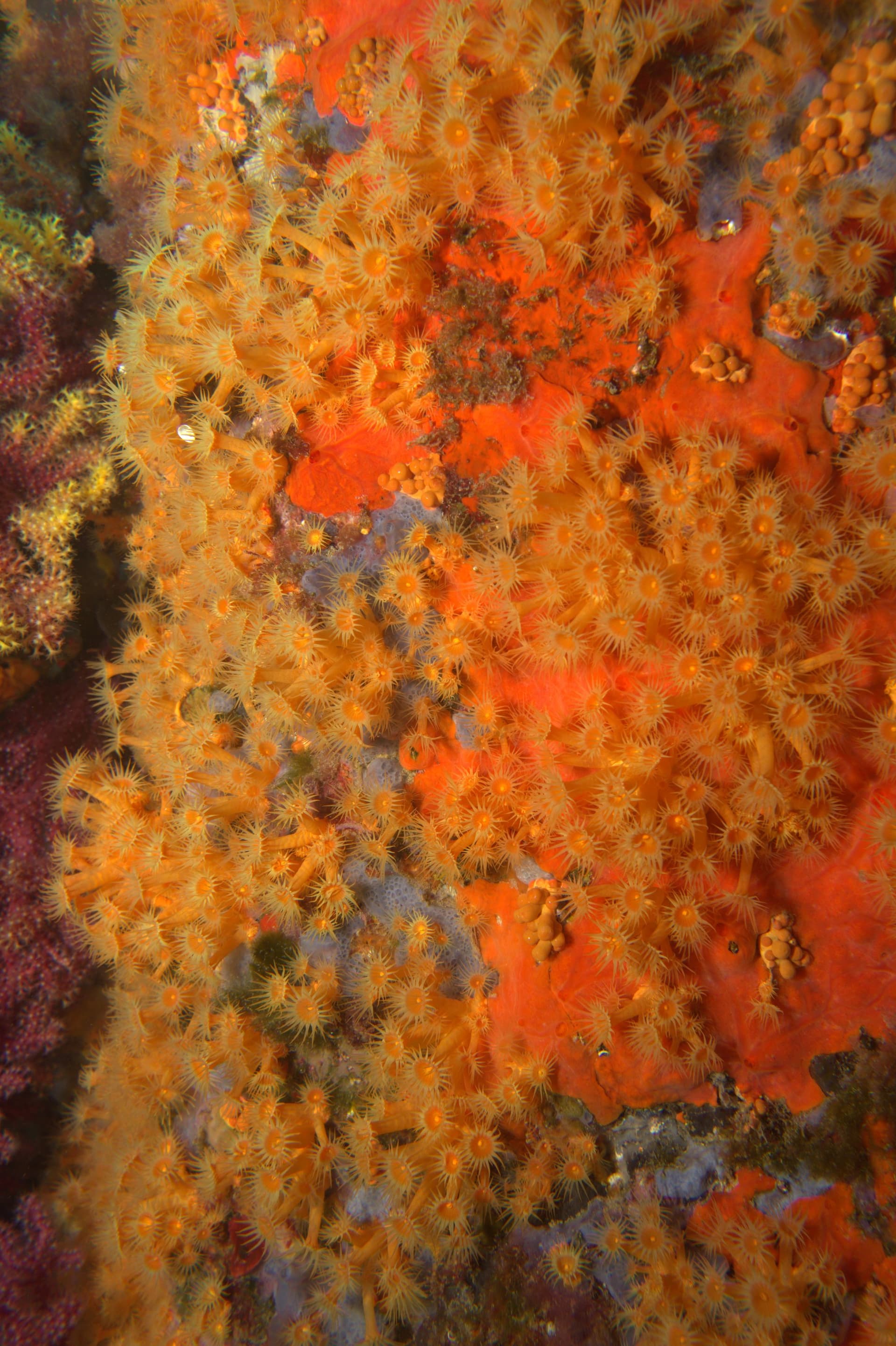 Orange coral