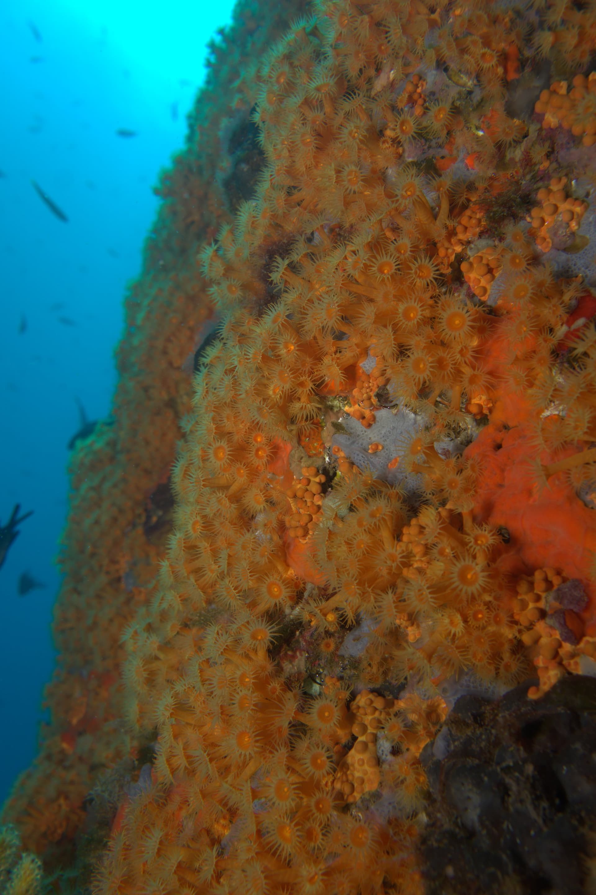 Orange coral
