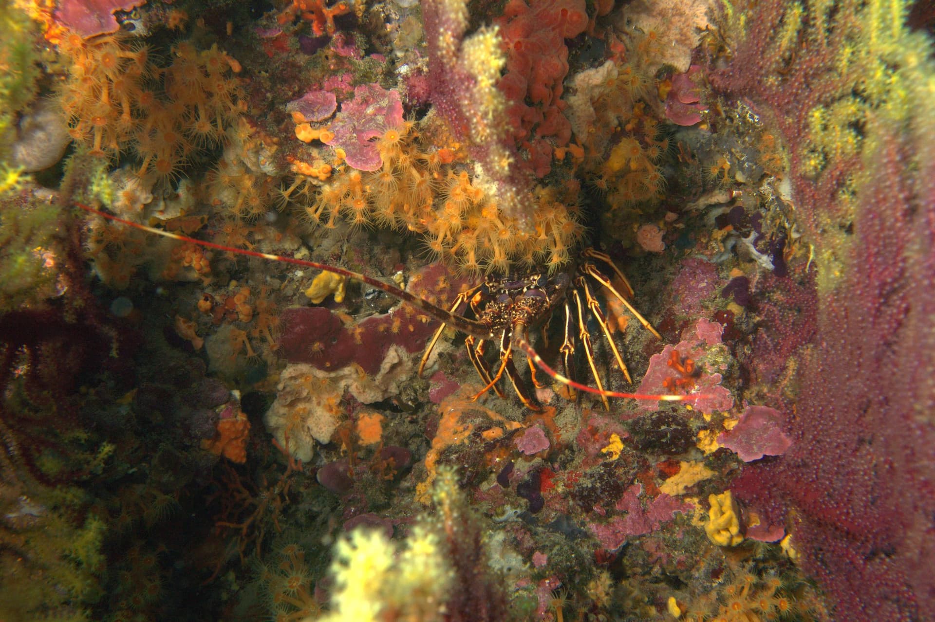 Spiny lobster