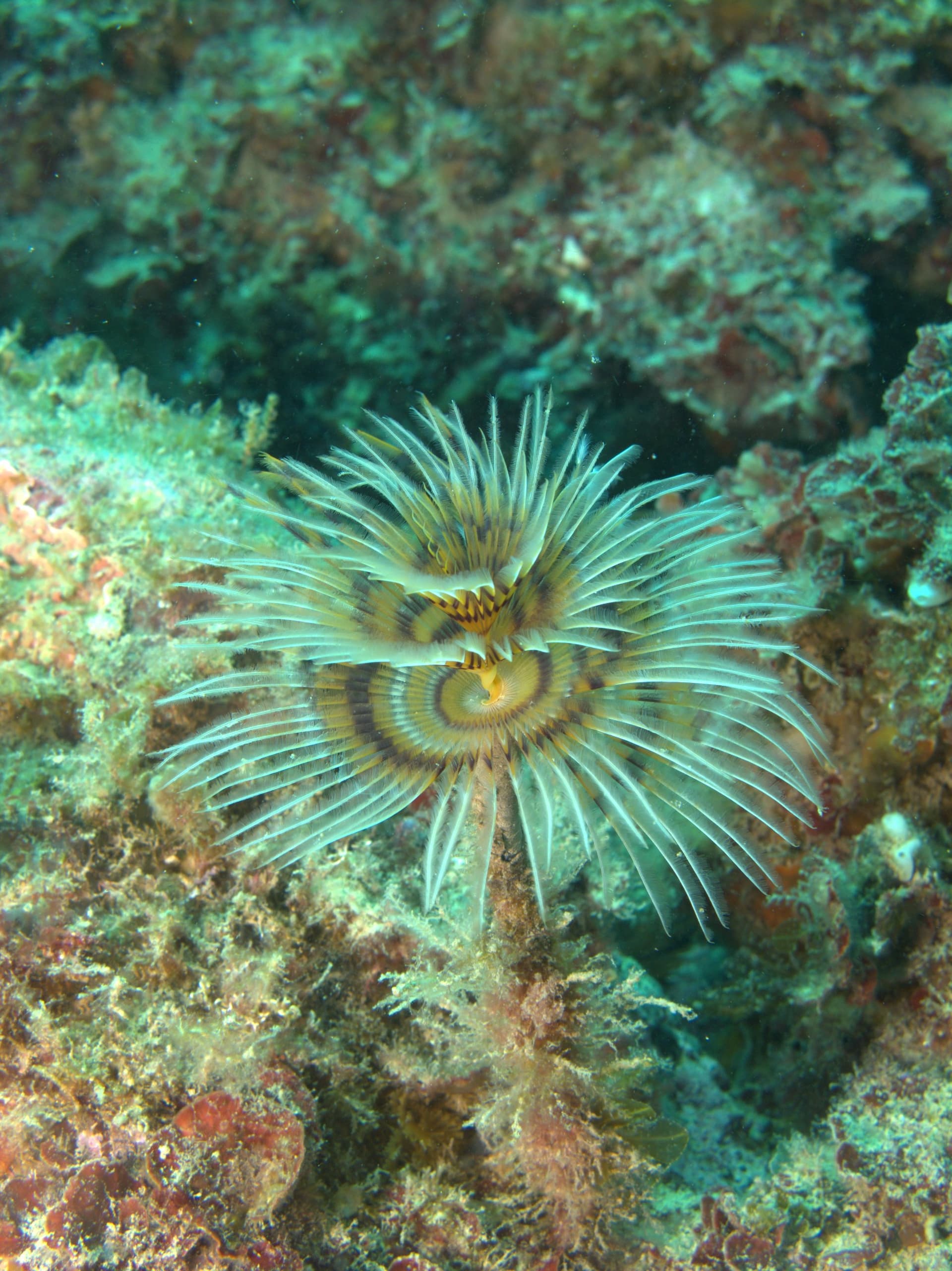 Mediterranean fanworm