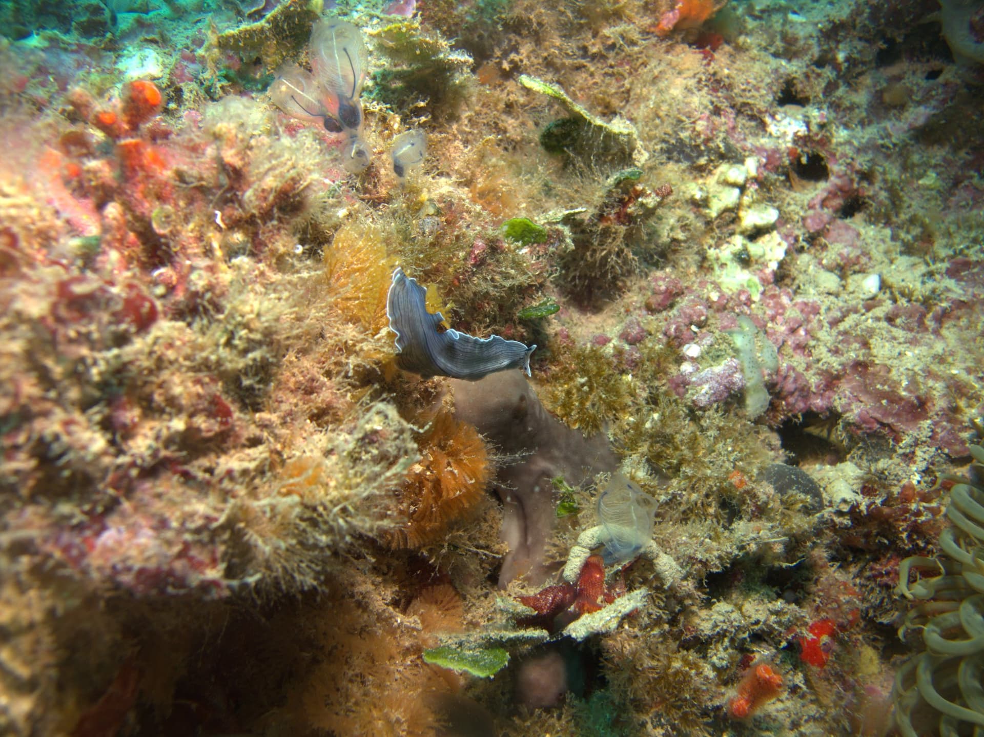 Candy-striped flatworm