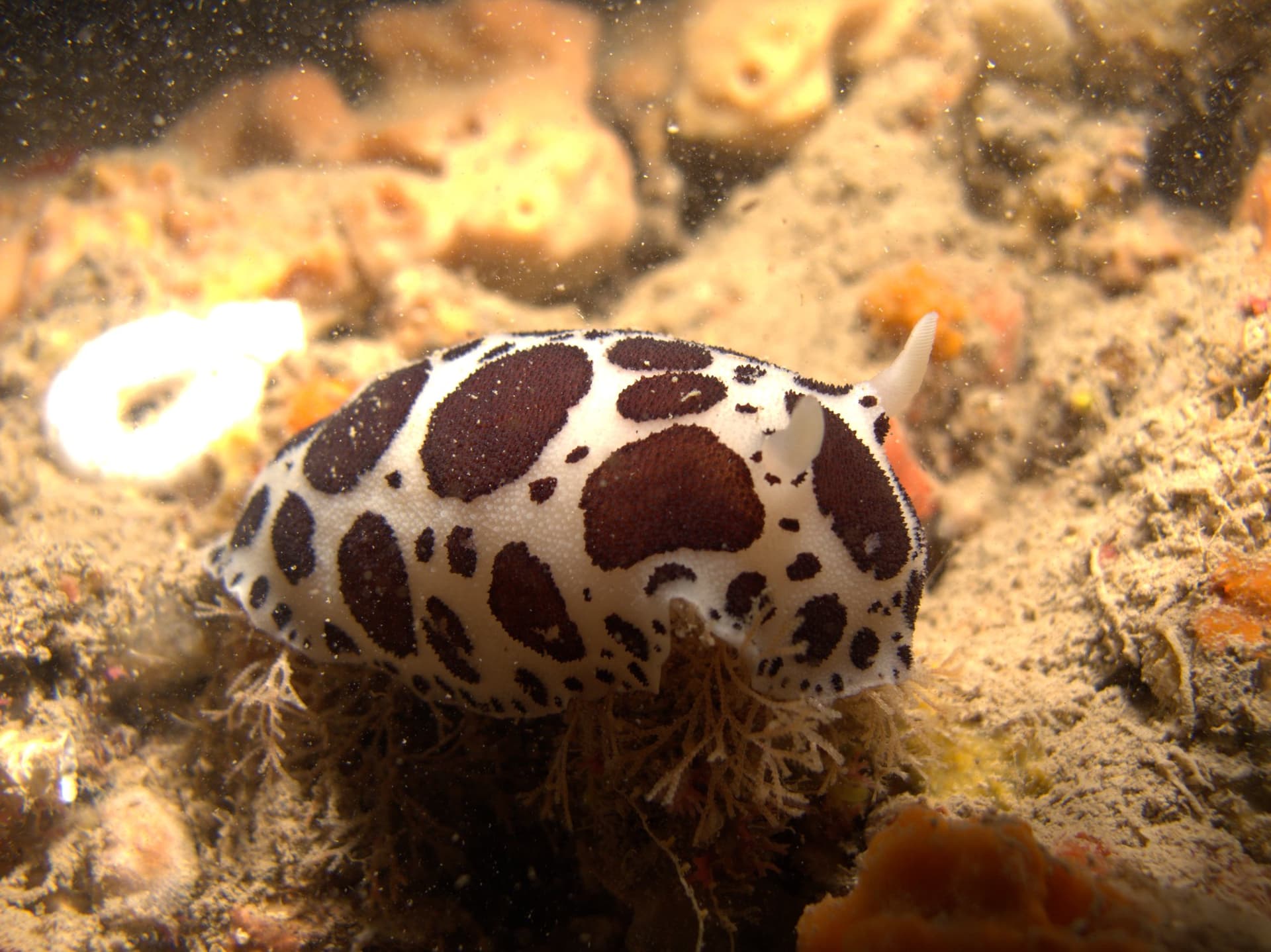 Spotted sea slug