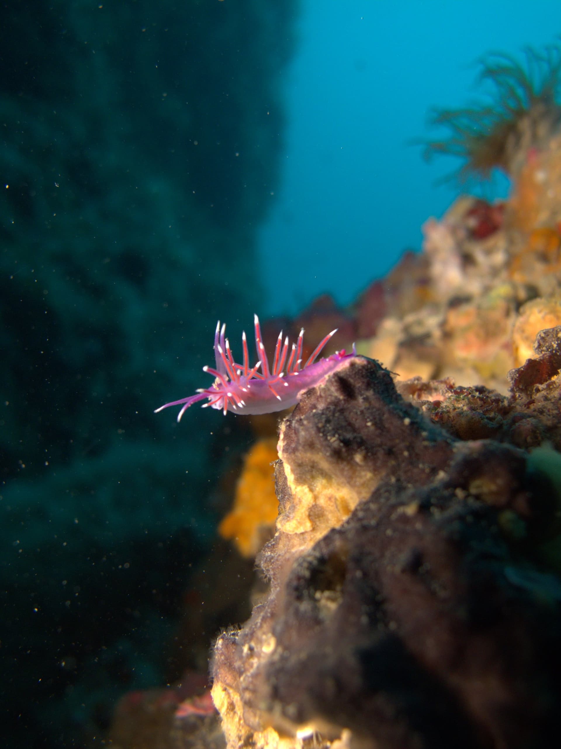 Edmundsella pedata