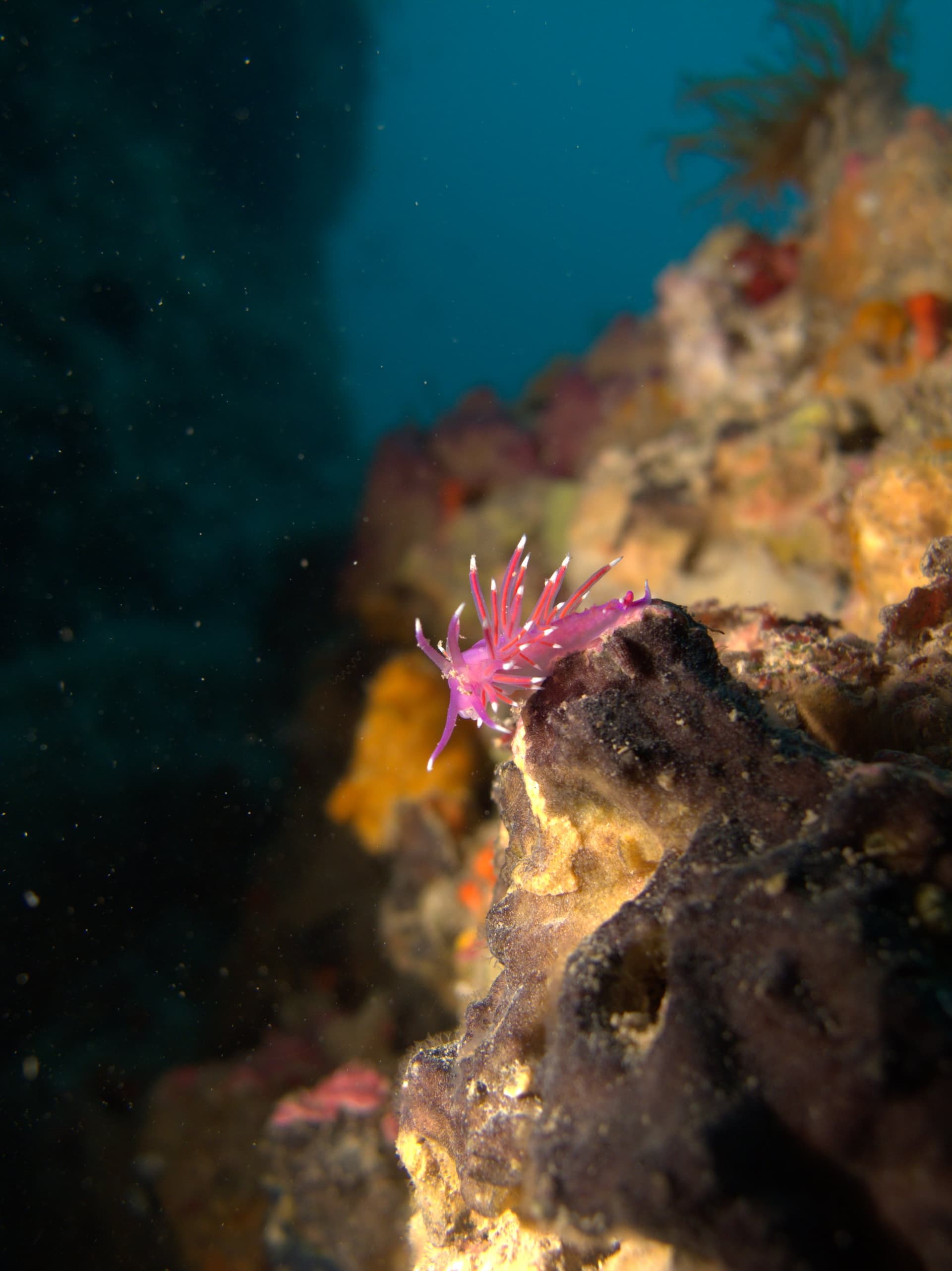 Edmundsella pedata