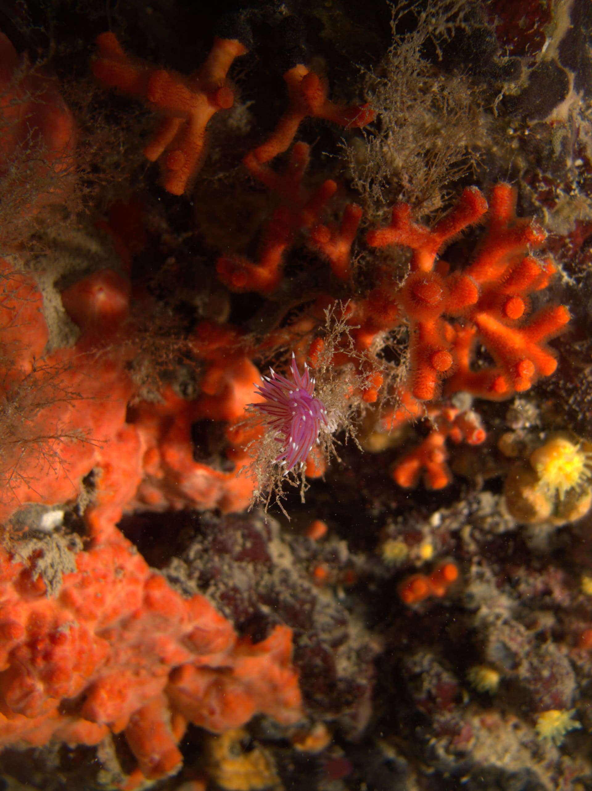Edmundsella pedata
