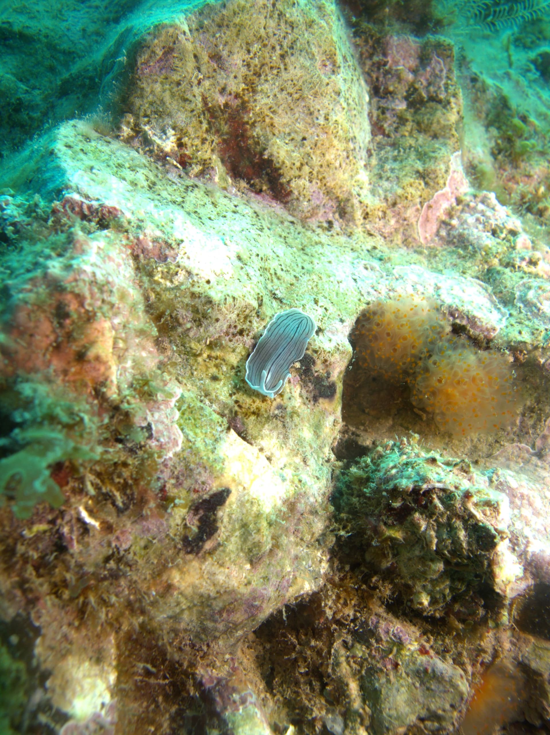 Candy-striped flatworm