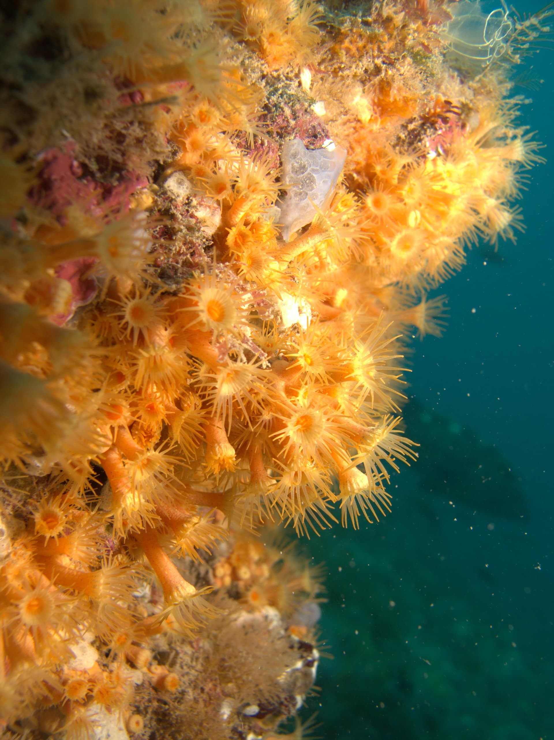 Orange coral