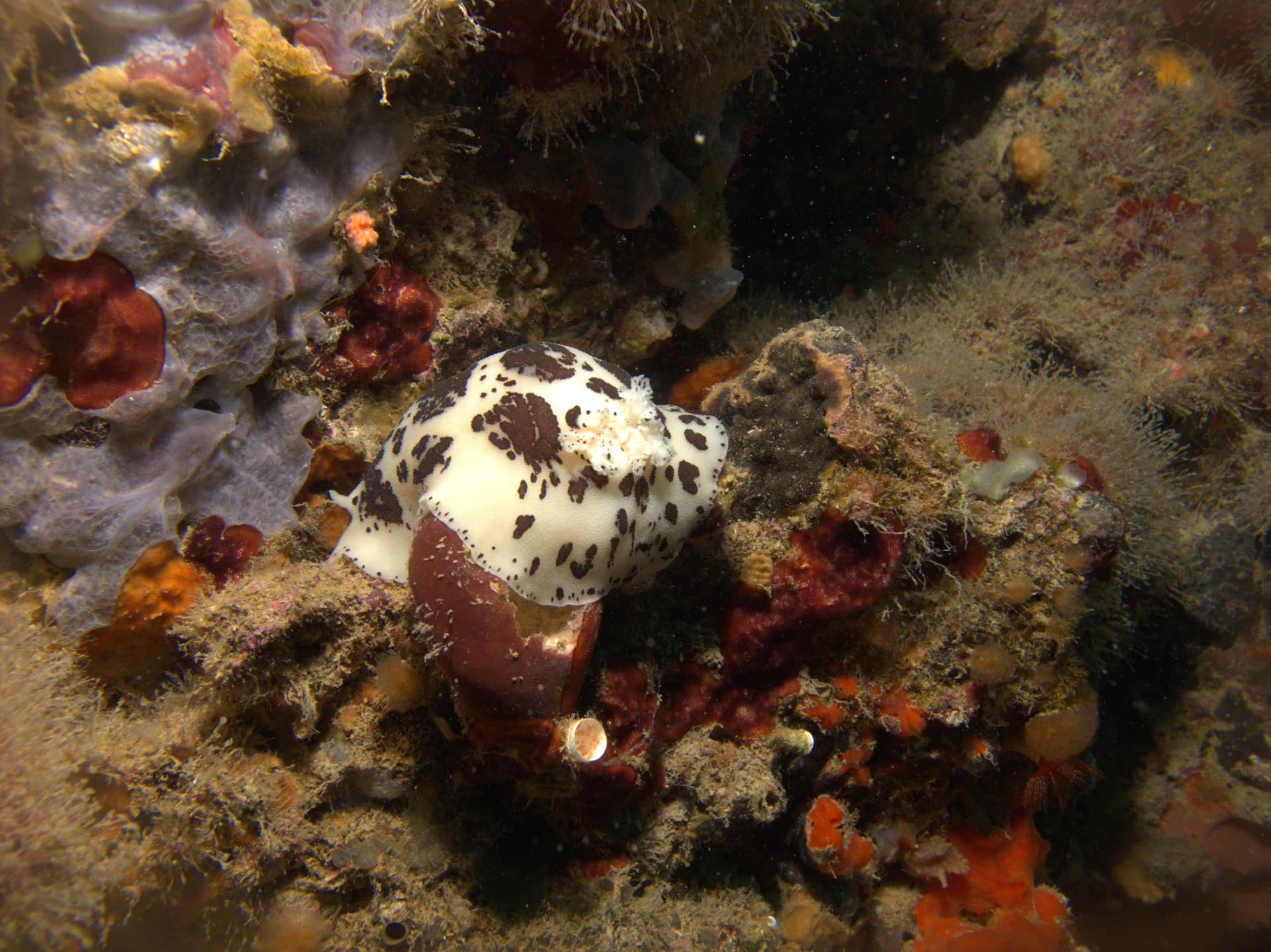 Spotted sea slug
