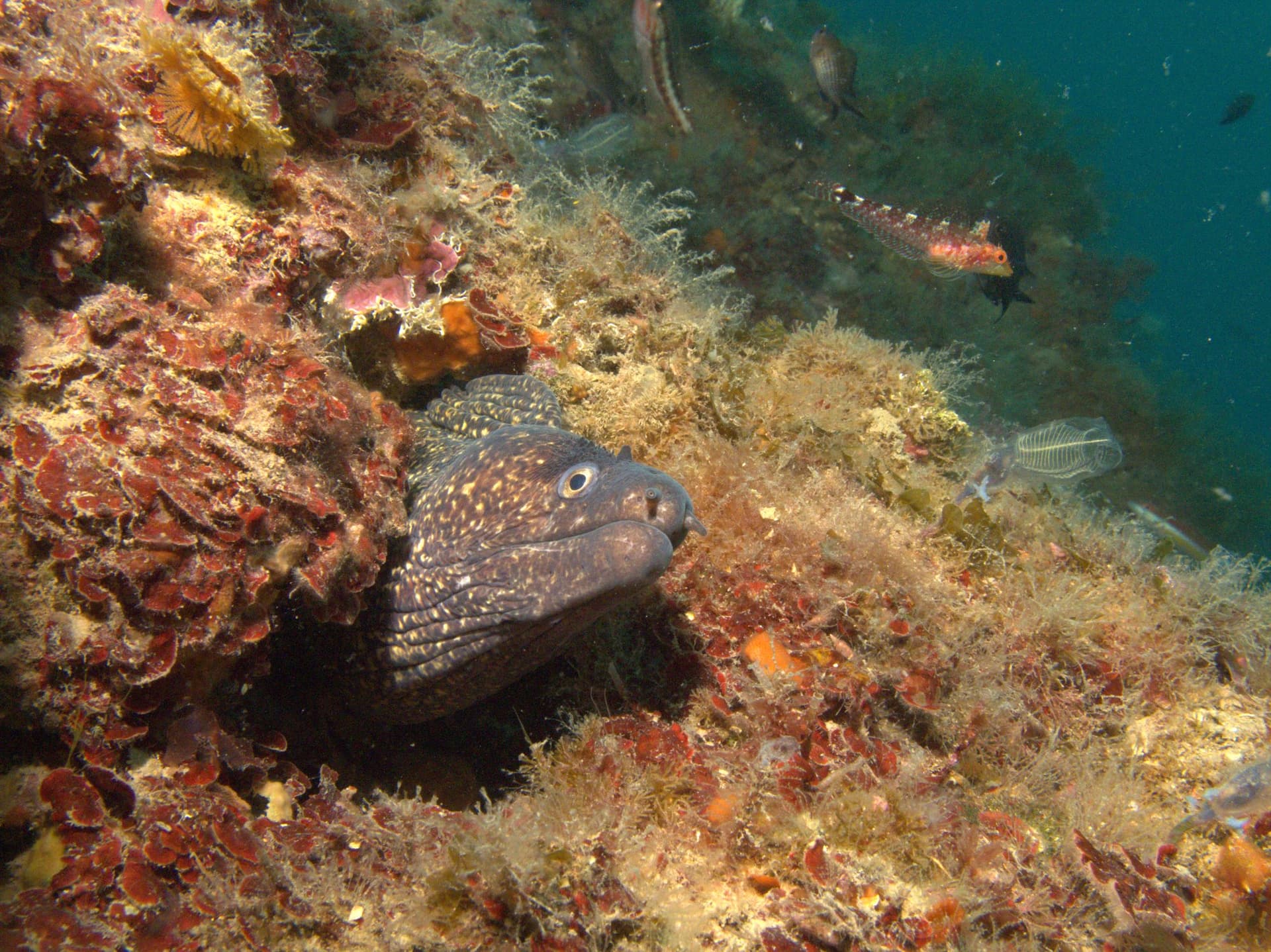 Mediterranean moray eel