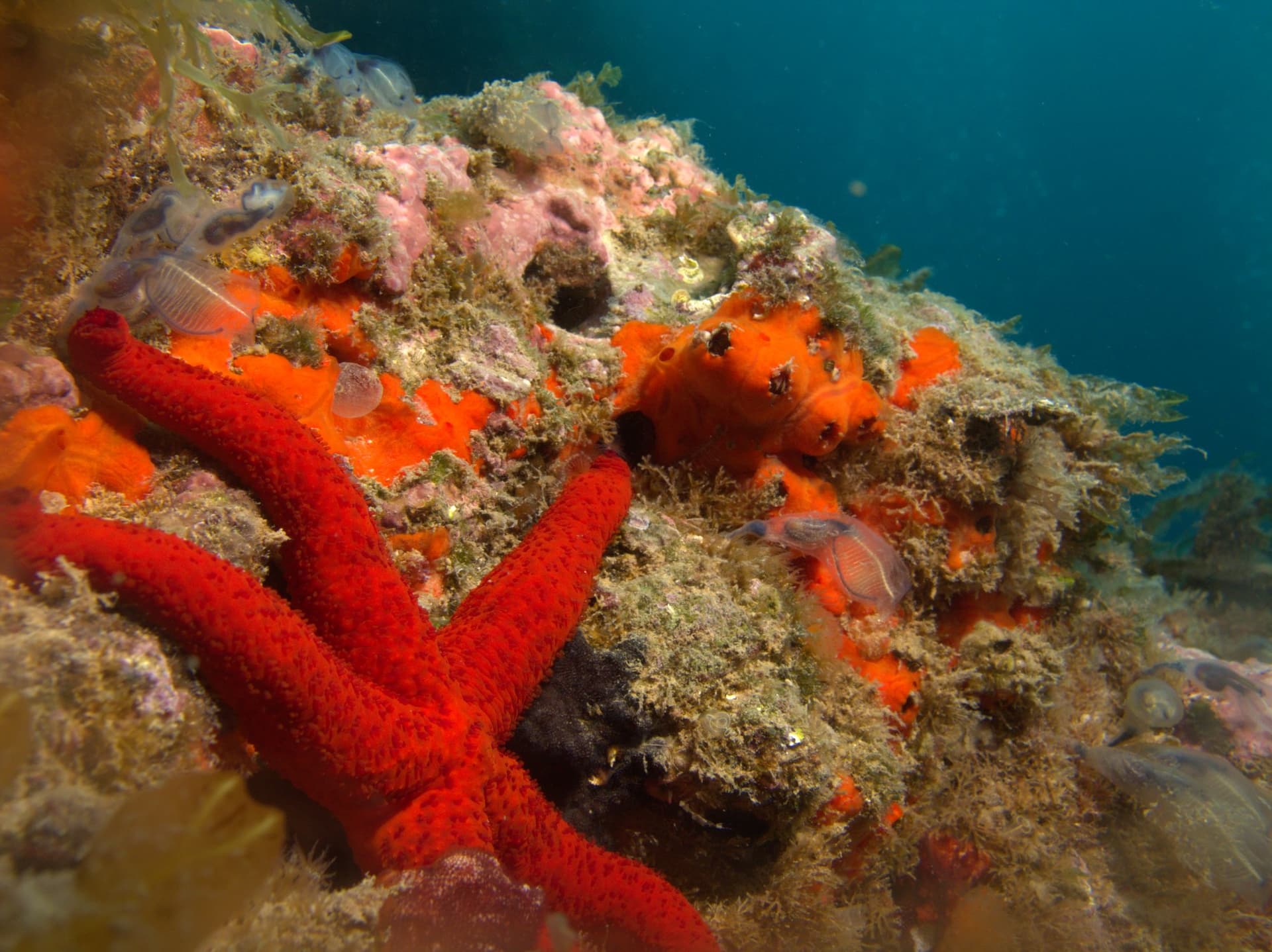Red starfish
