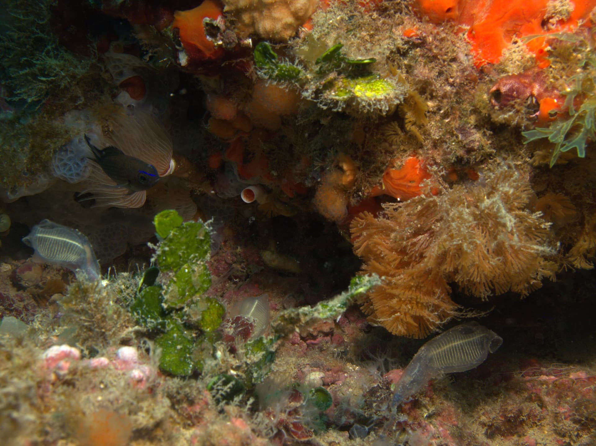 Mediterranean chromis