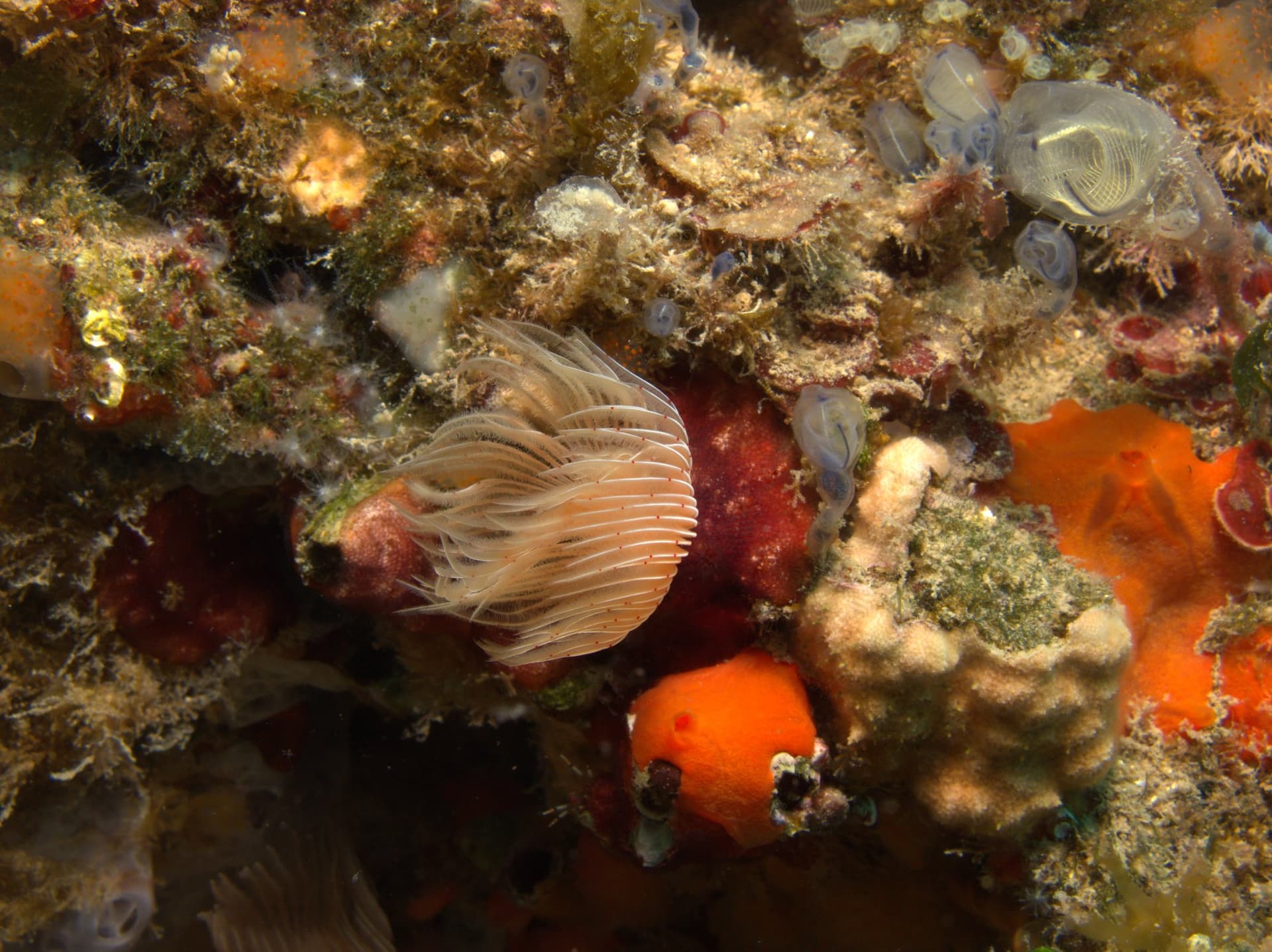 Red tube worm