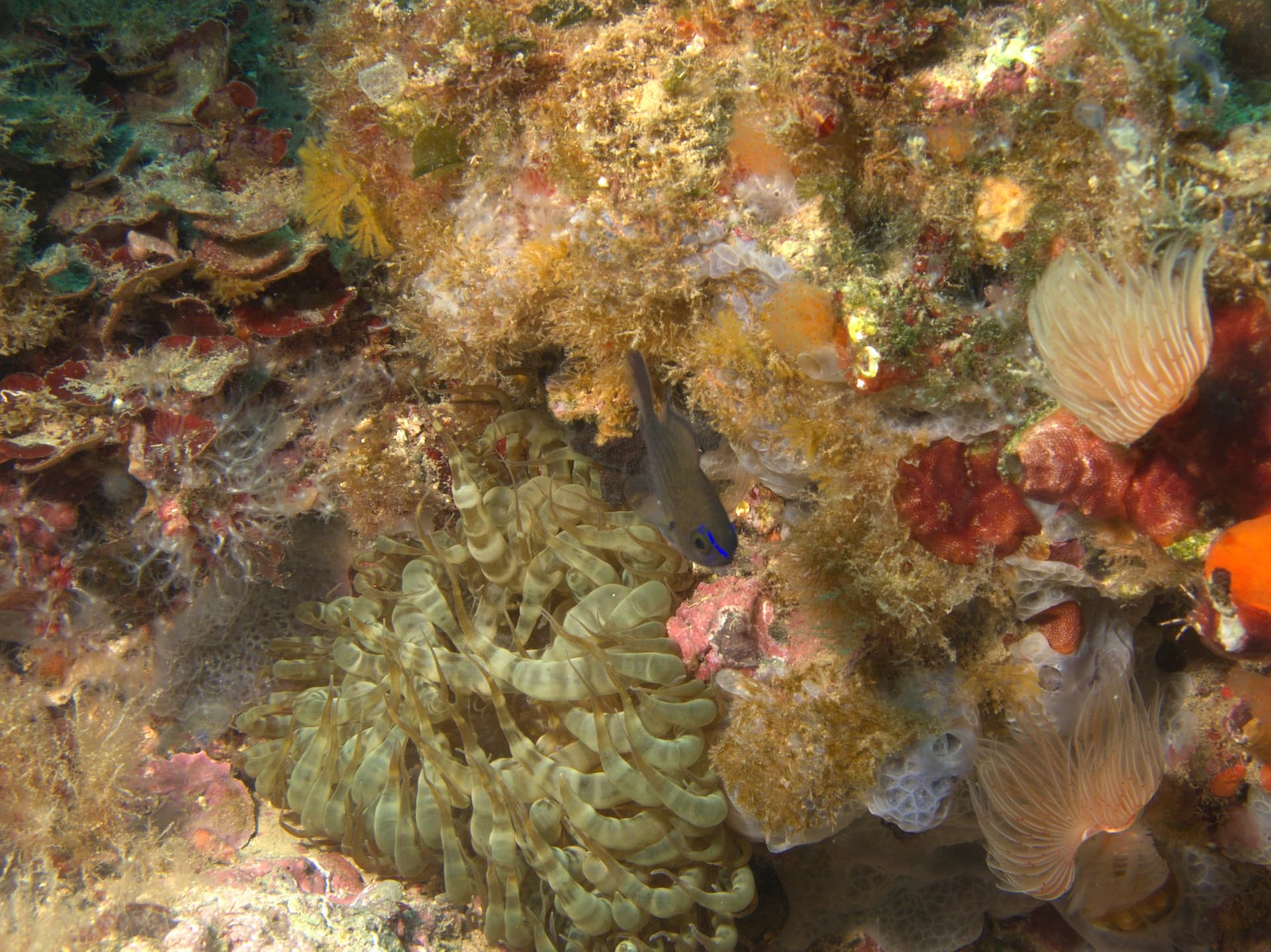 Mediterranean chromis, Trumpet anemone