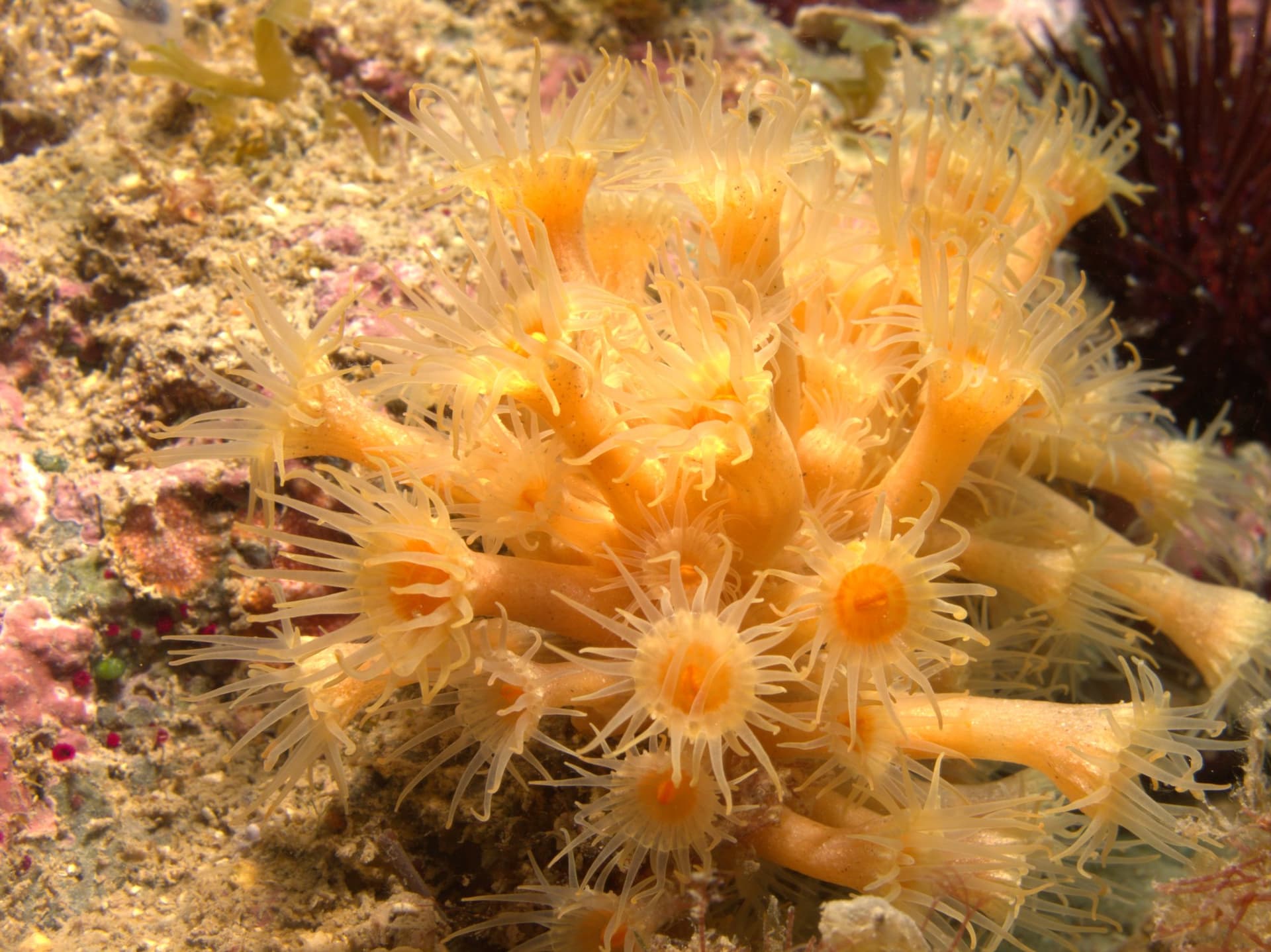 Orange coral