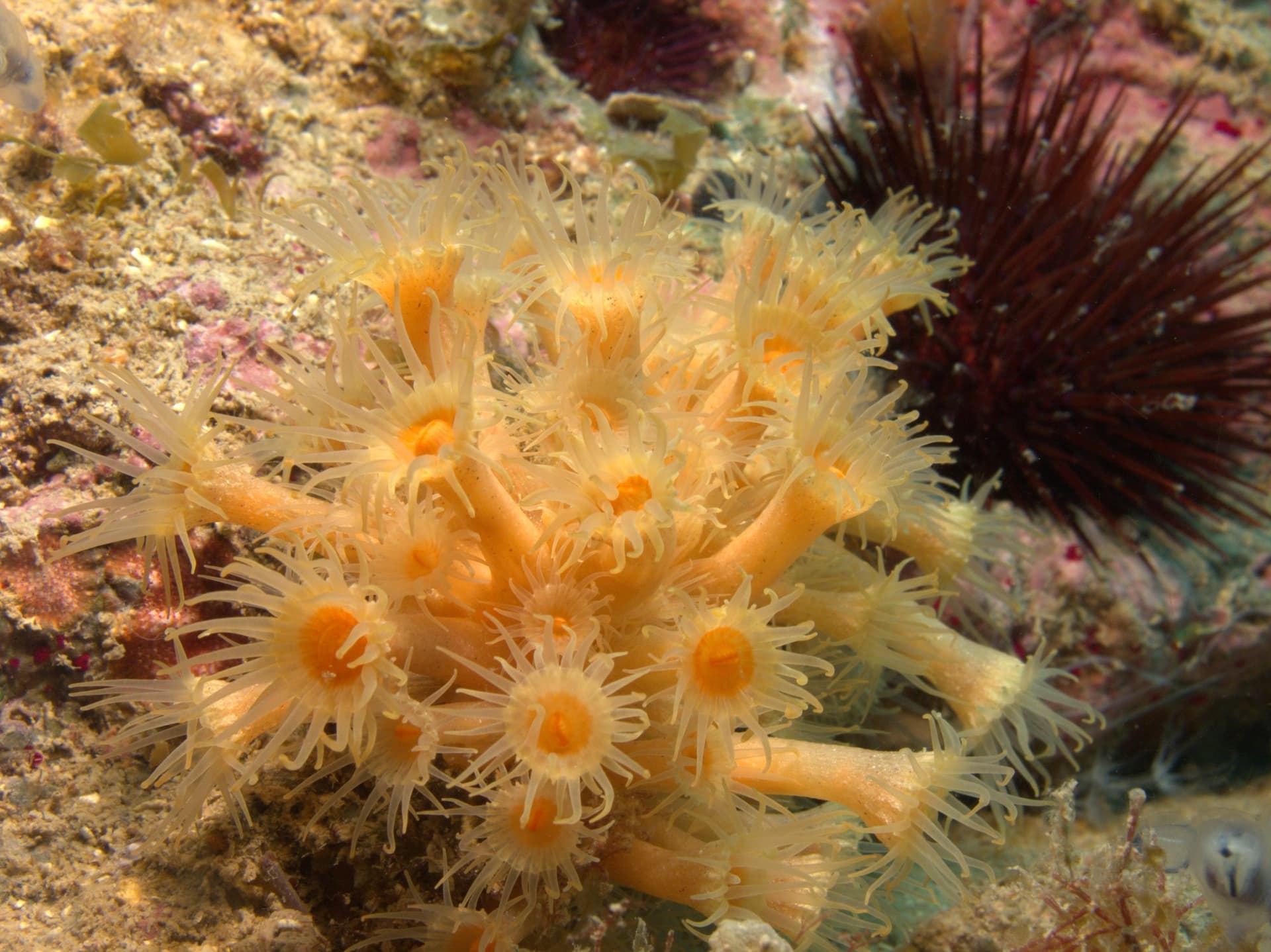Orange coral