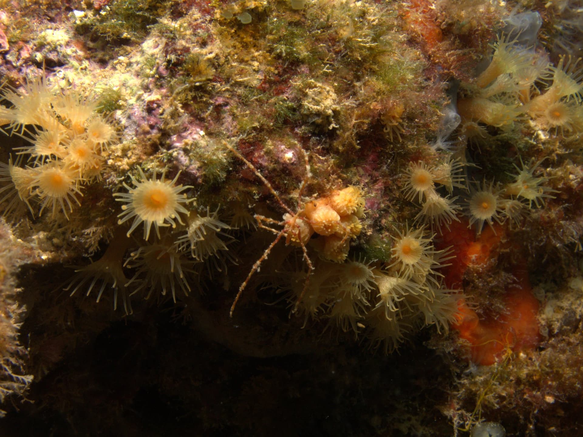 Long-legged spider crab