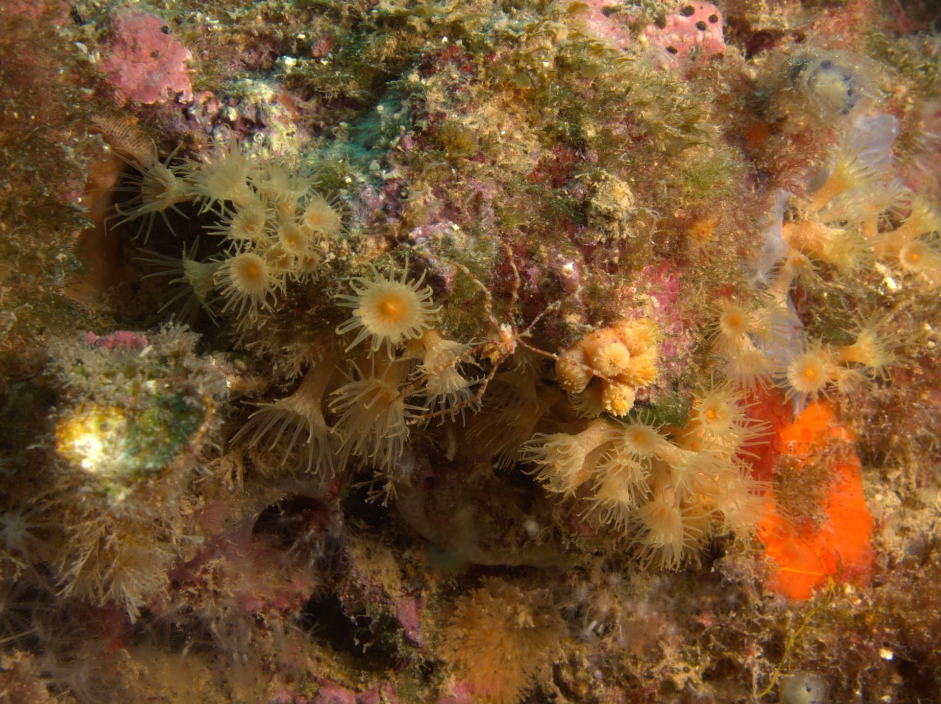 Long-legged spider crab