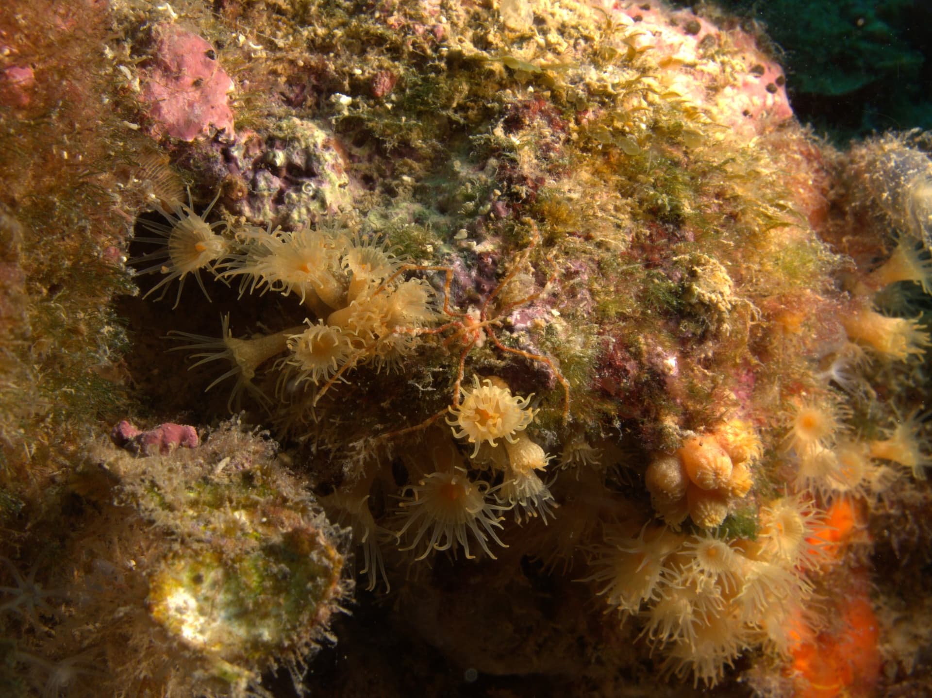 Long-legged spider crab