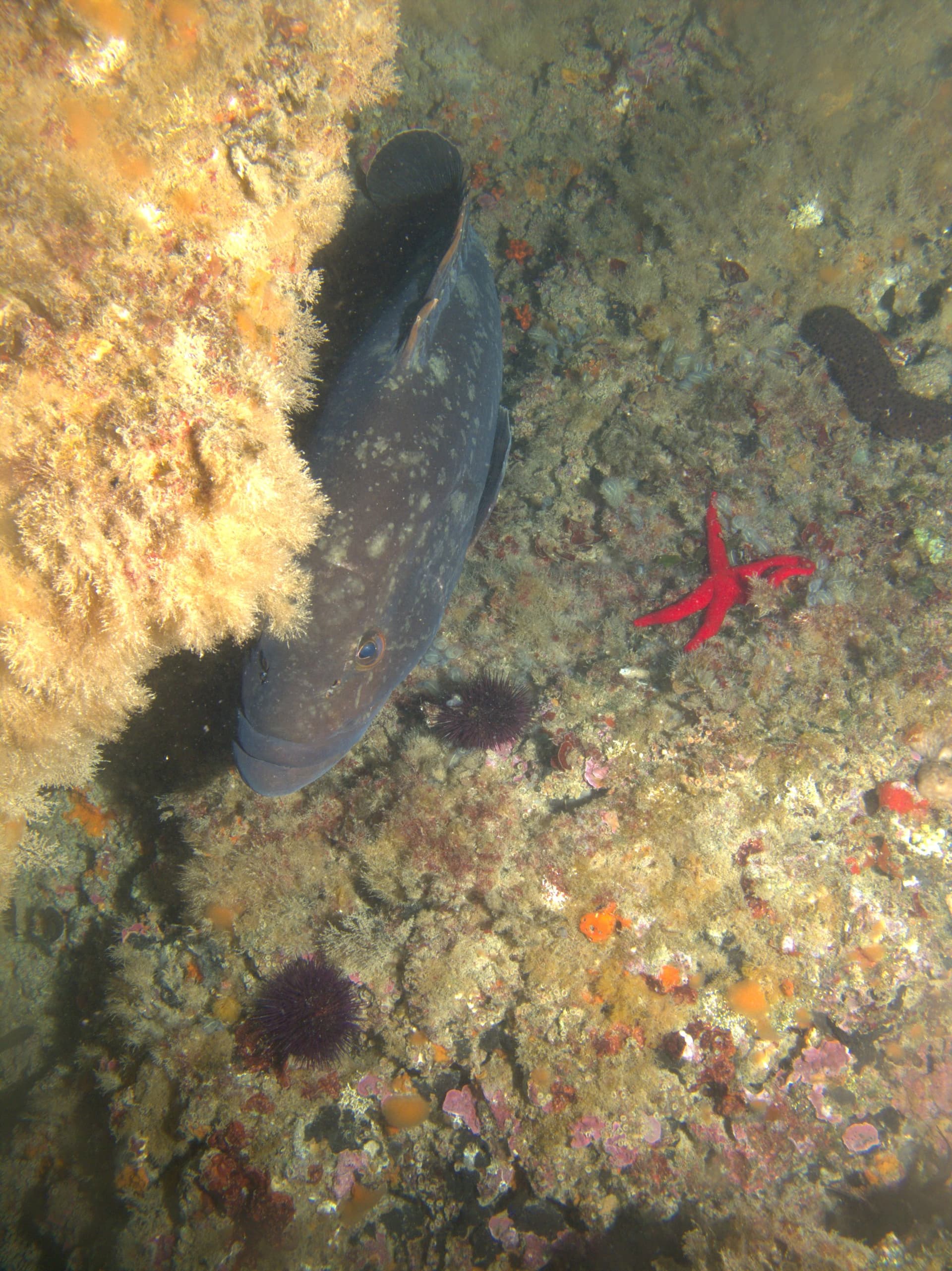 Dusky grouper