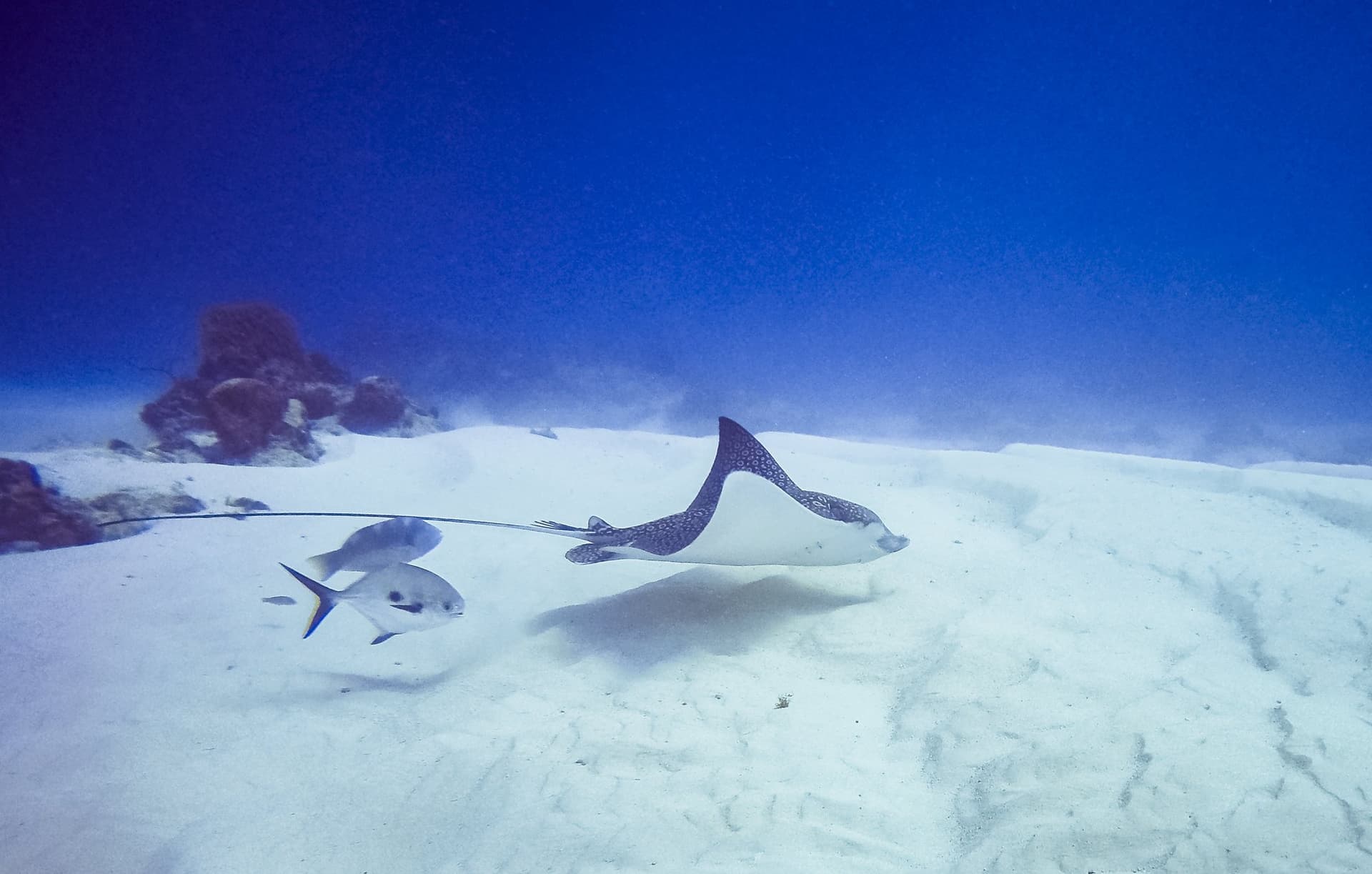 Cozumel