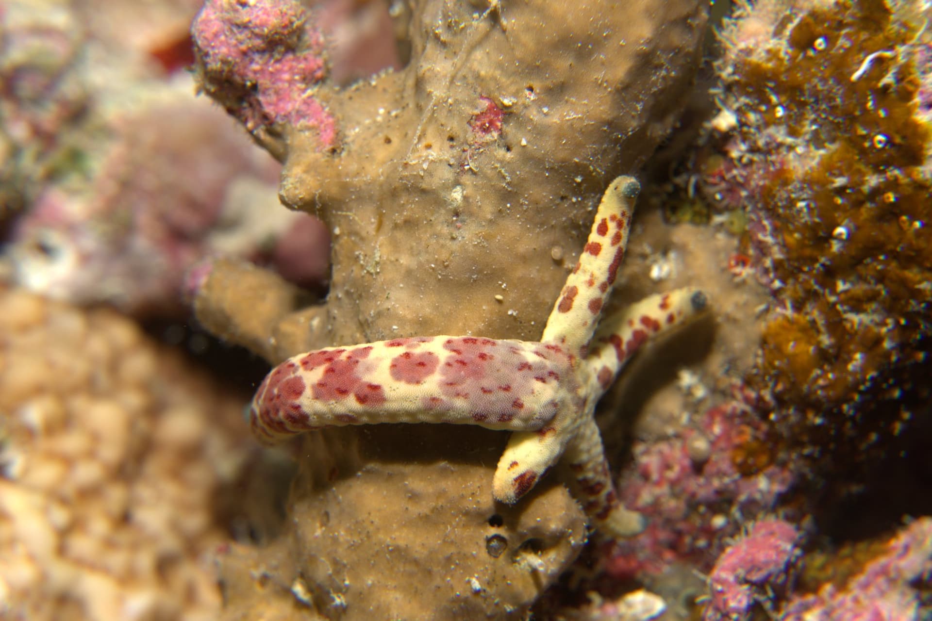 Leach's sea star, Multipore sea star