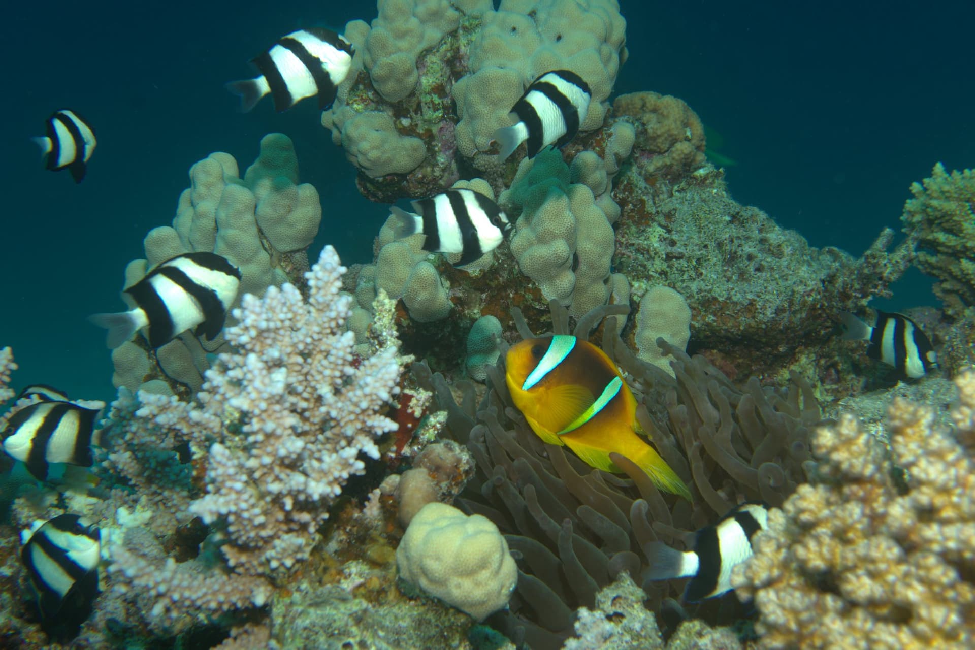 Clownfish