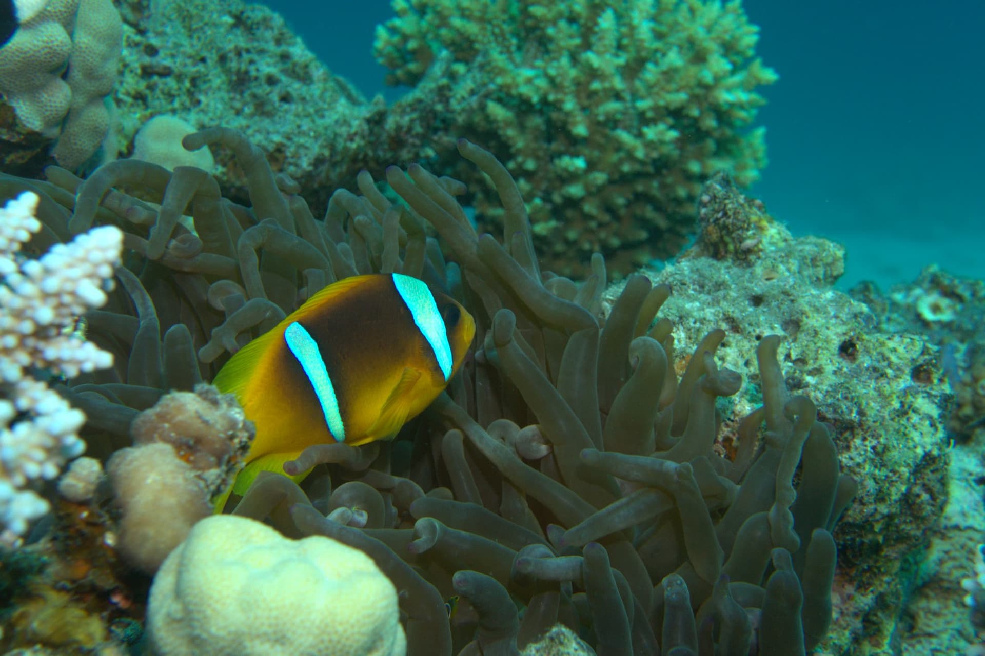 Clownfish