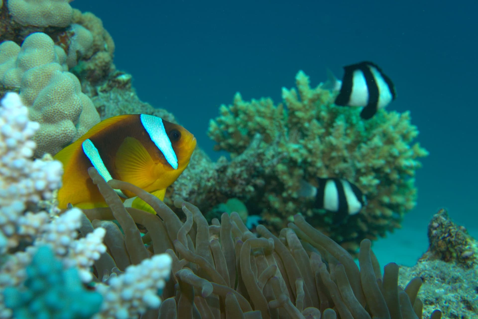 Clownfish