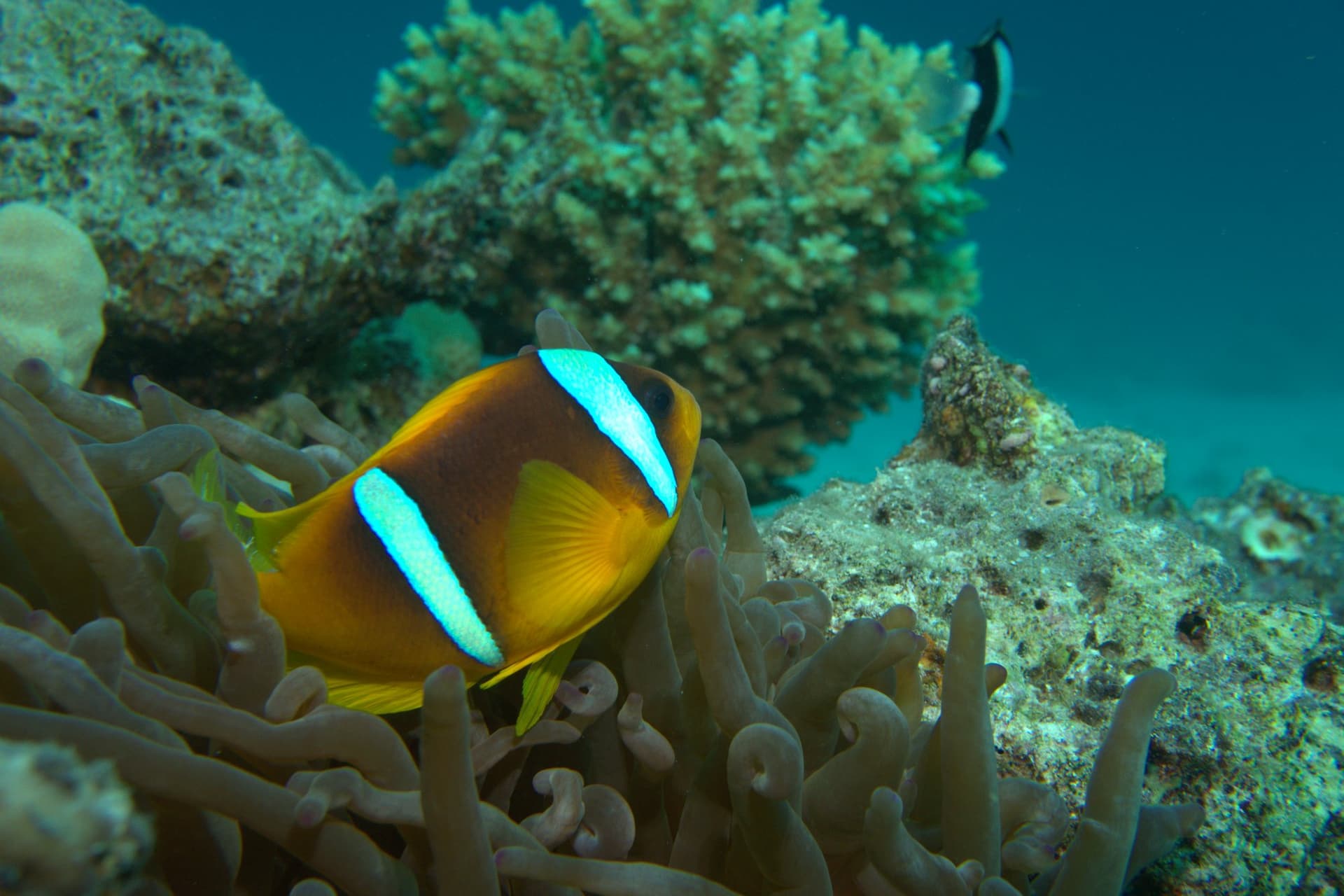 Clownfish