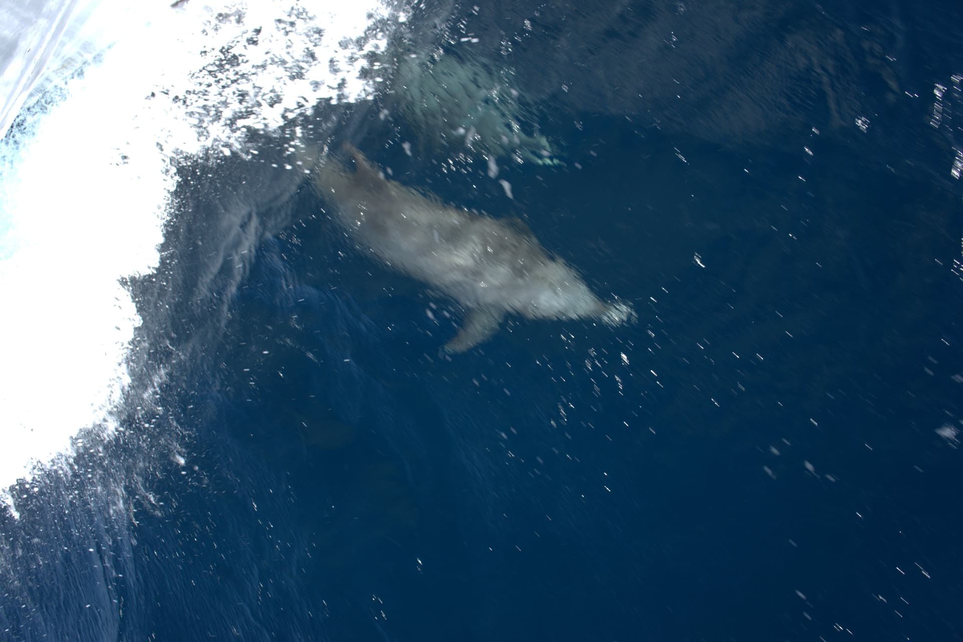 Bottlenose dolphin