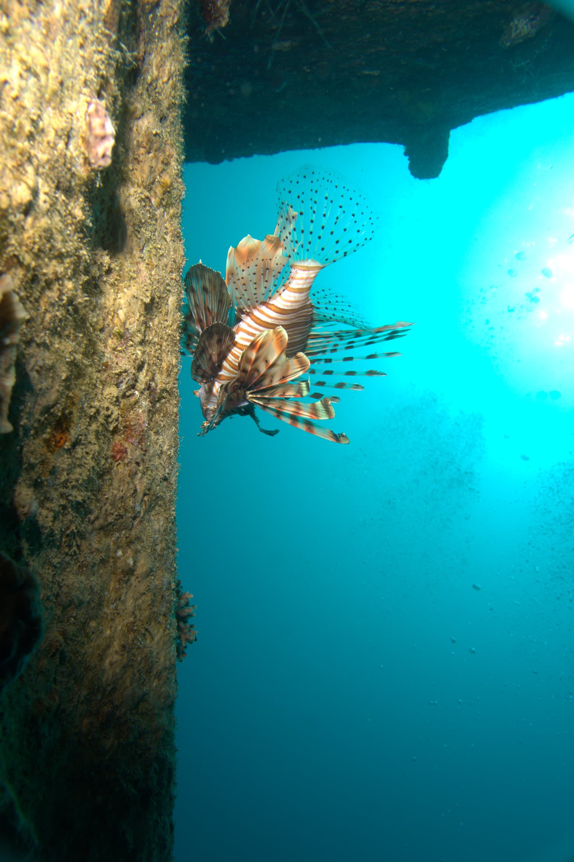 Lionfish