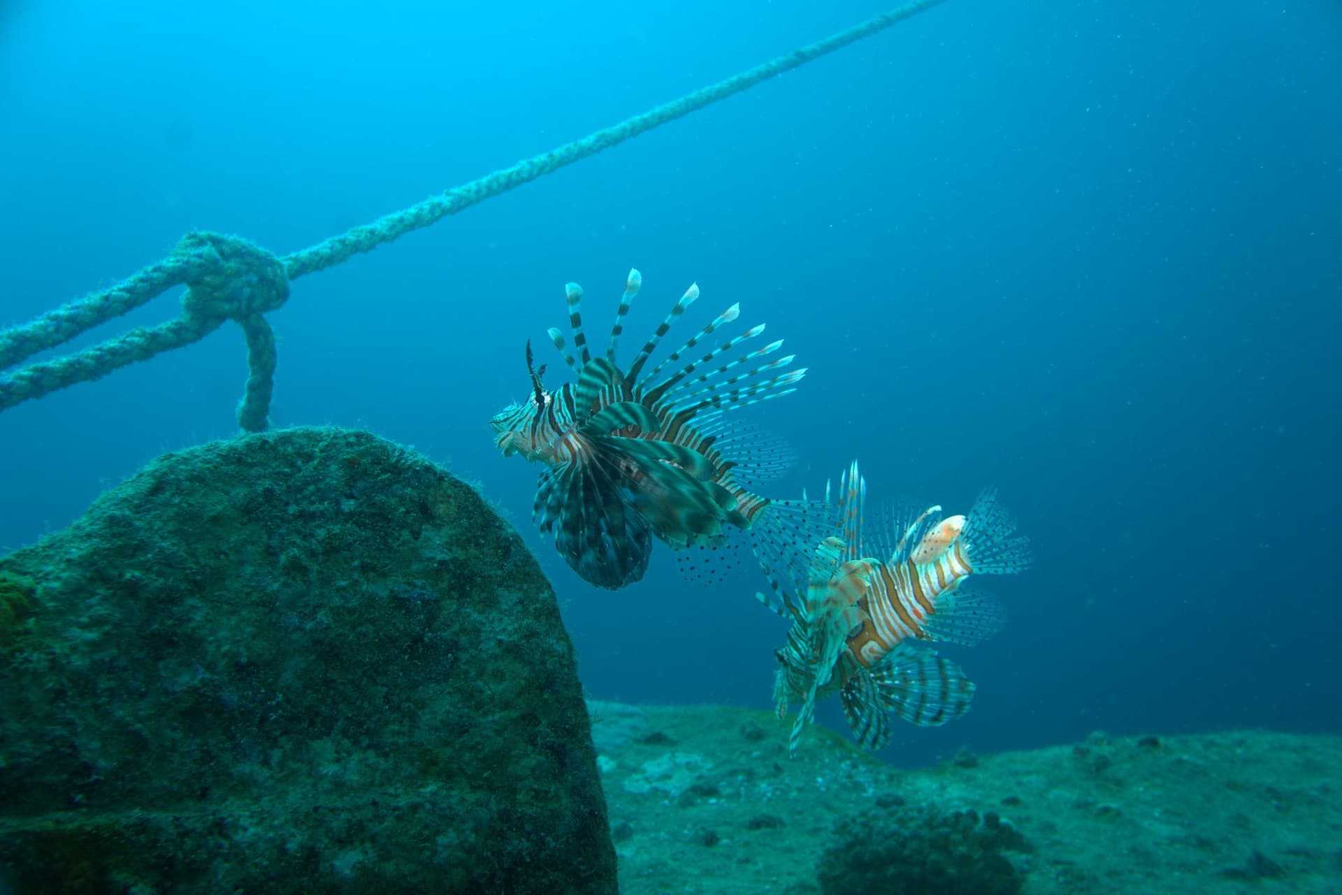 Lionfish
