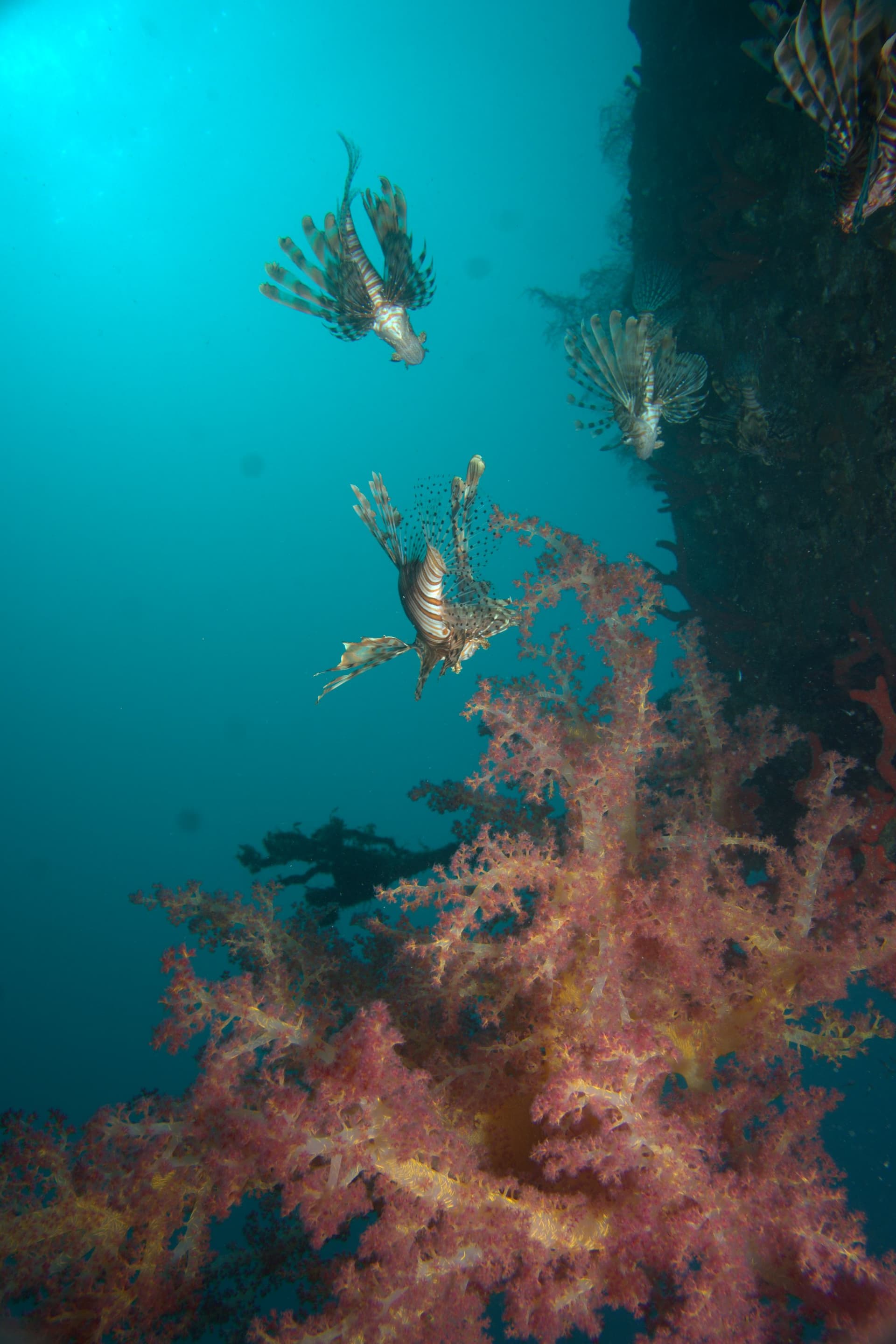 Lionfish