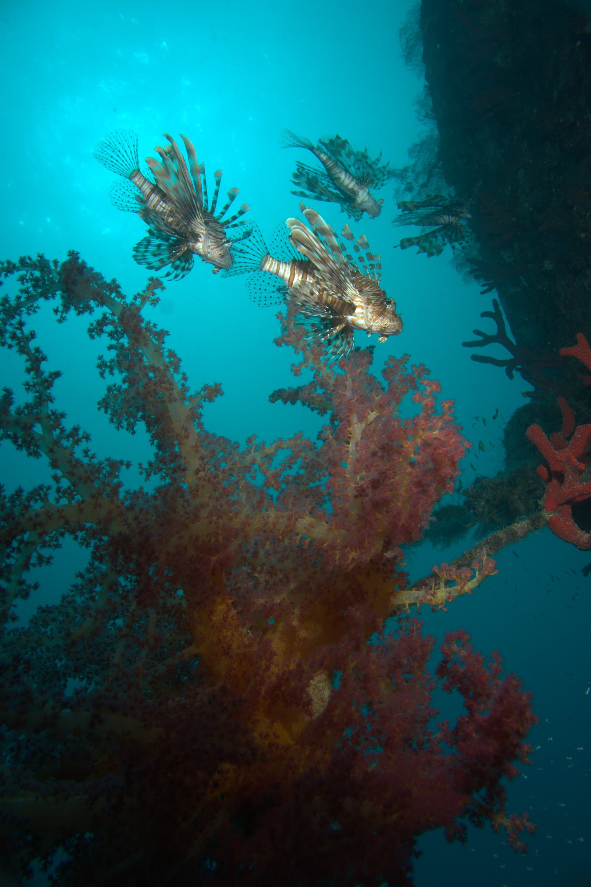 Lionfish