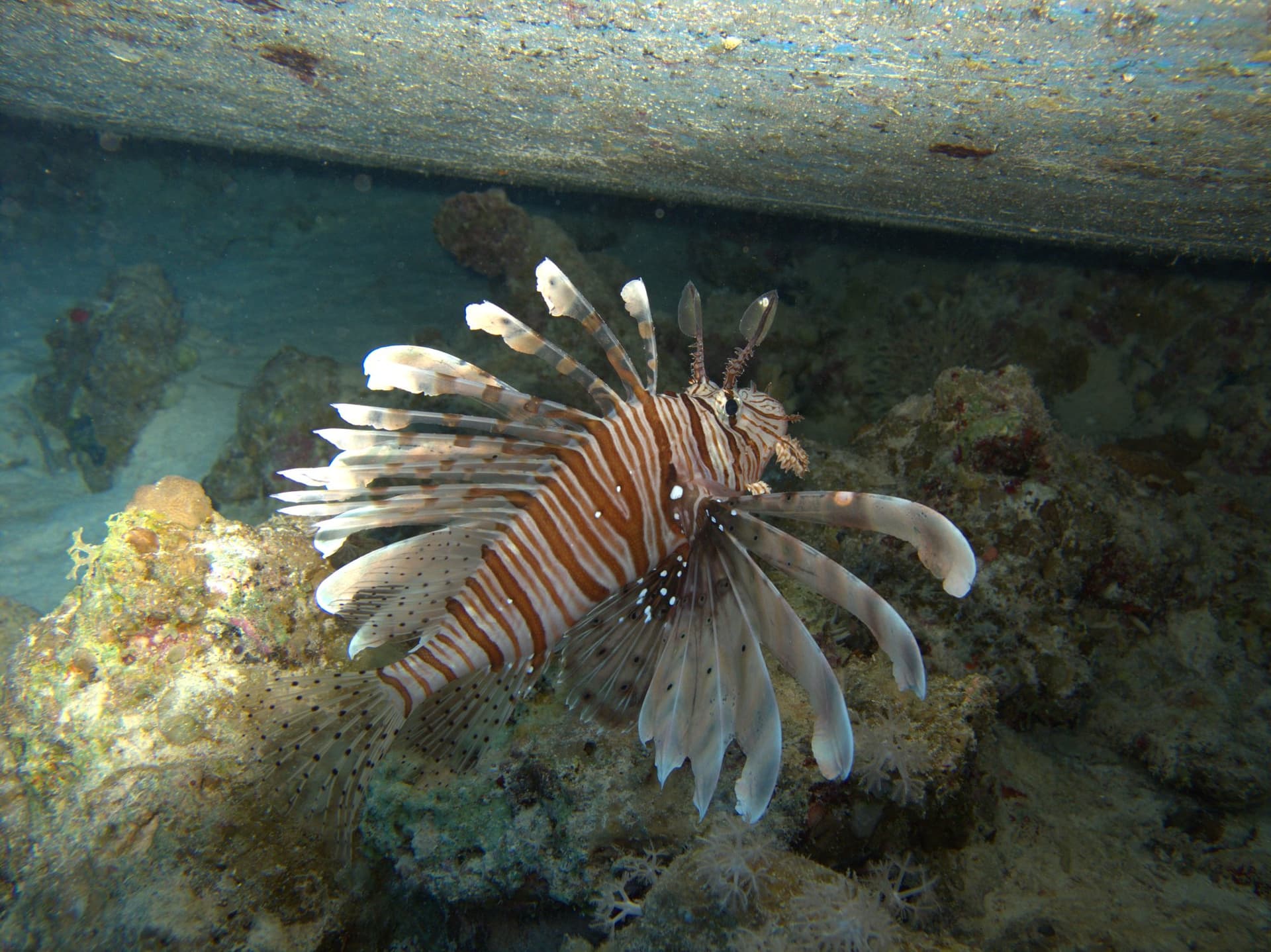Lionfish