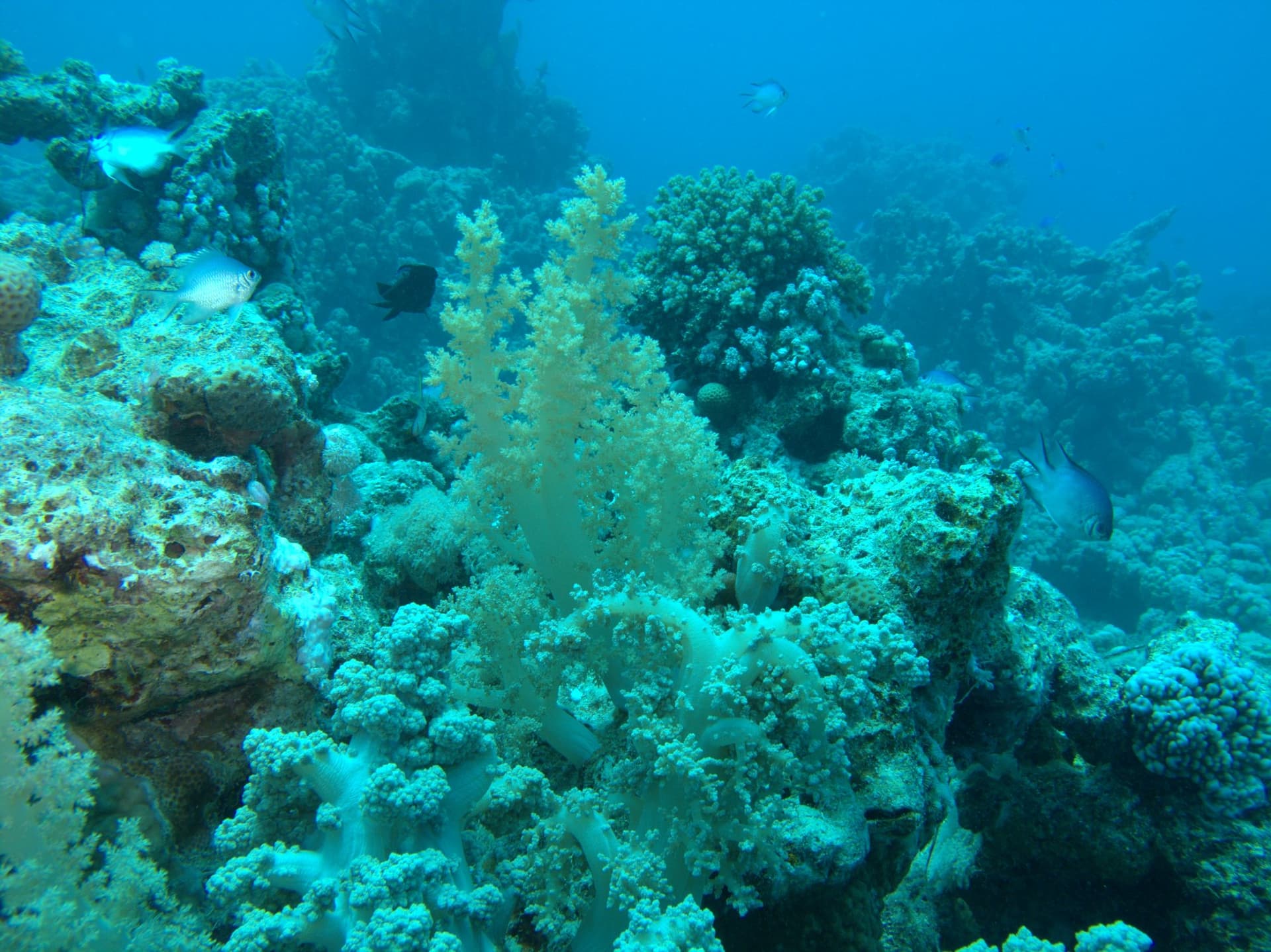 Tree soft coral
