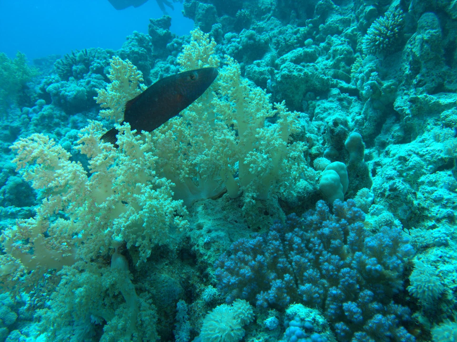 Tree soft coral