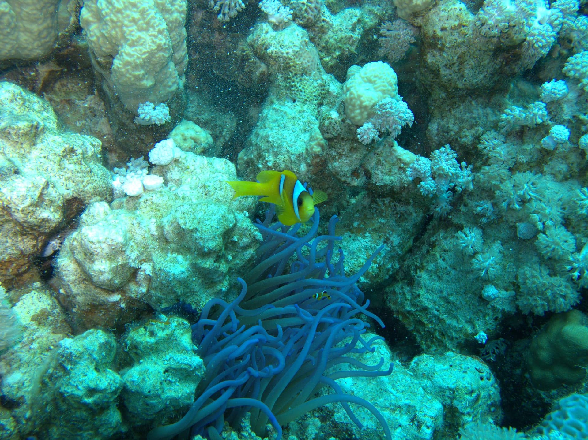 Clownfish, Sea anemone