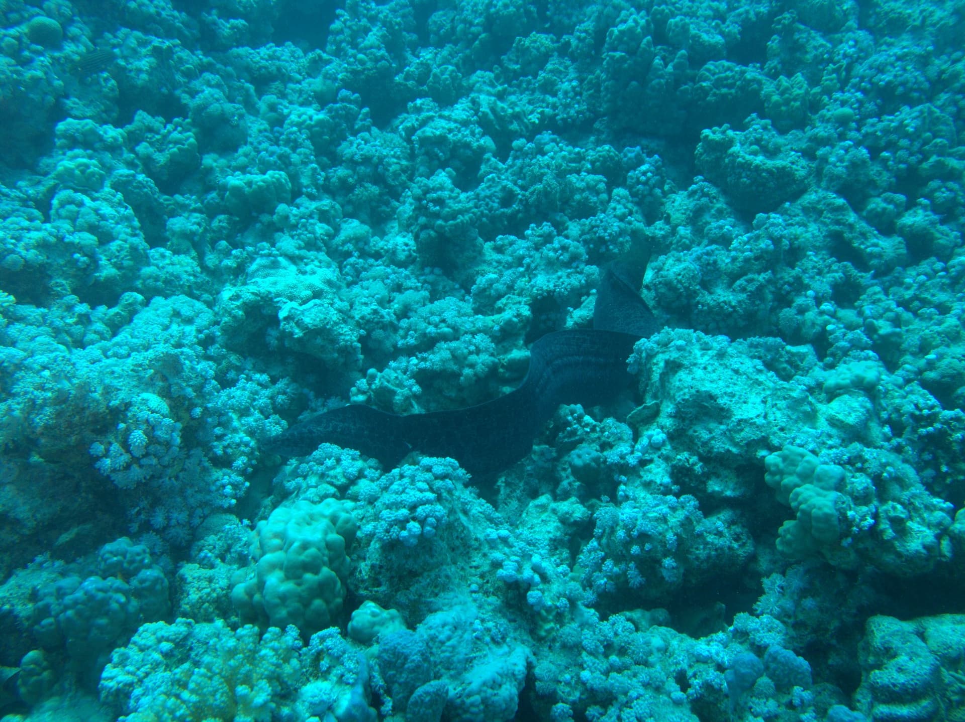 Giant moray