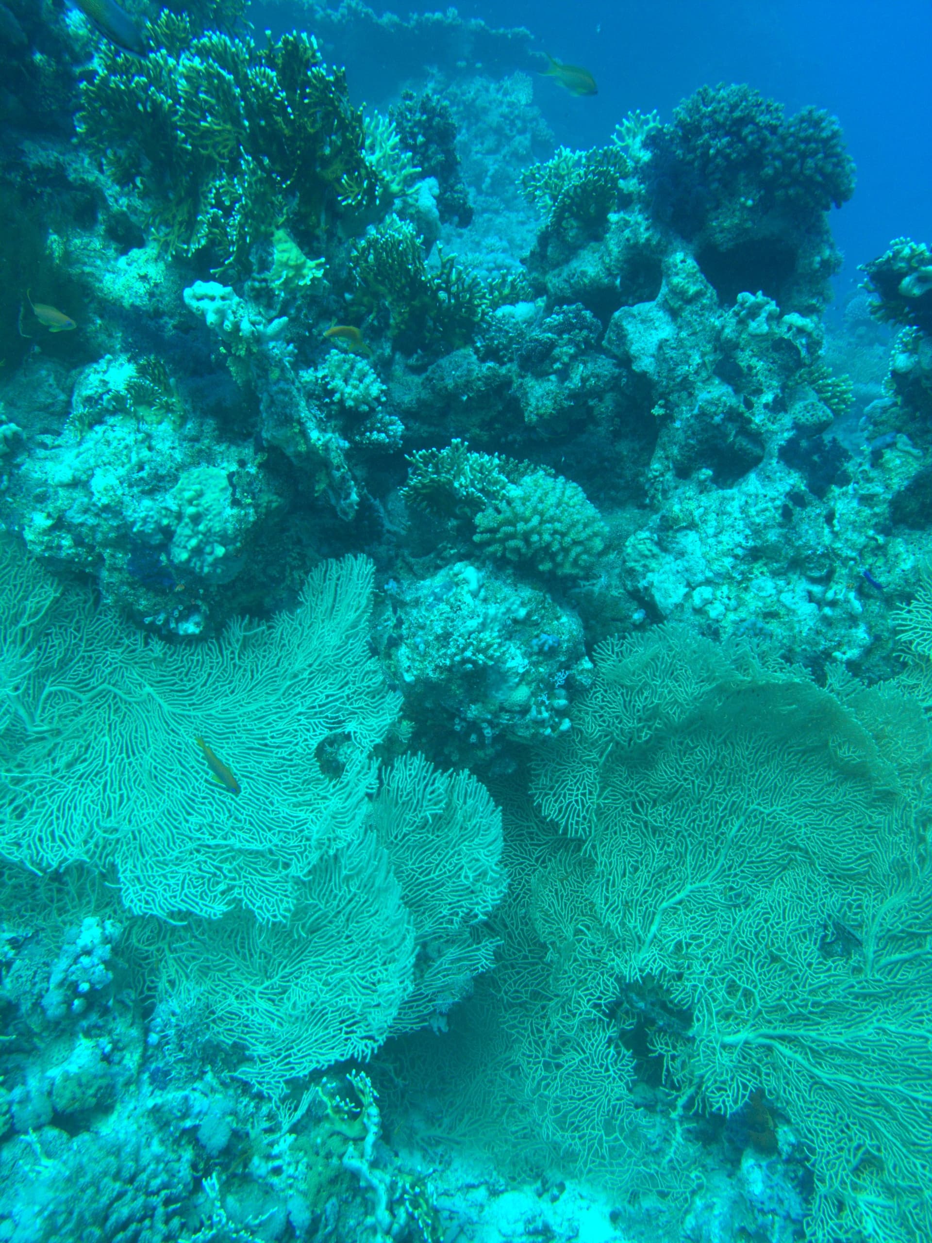 Gorgonia