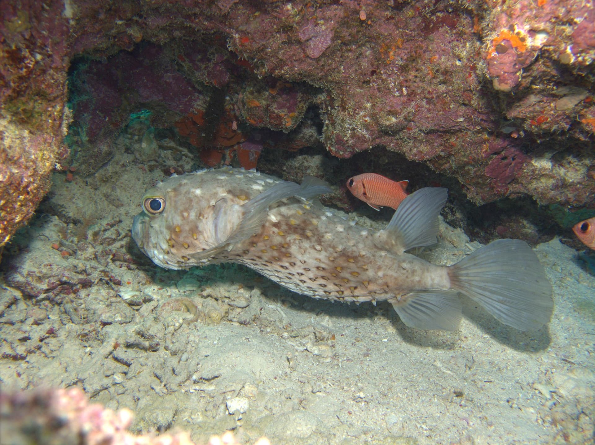 Porcupinefish