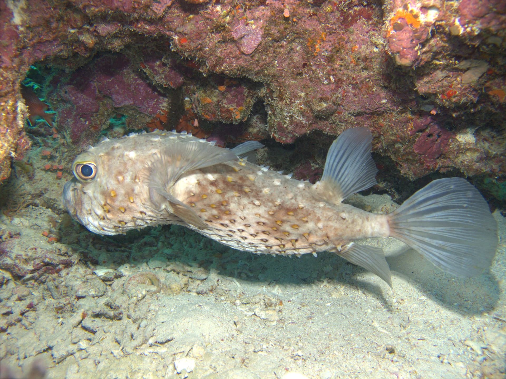Porcupinefish
