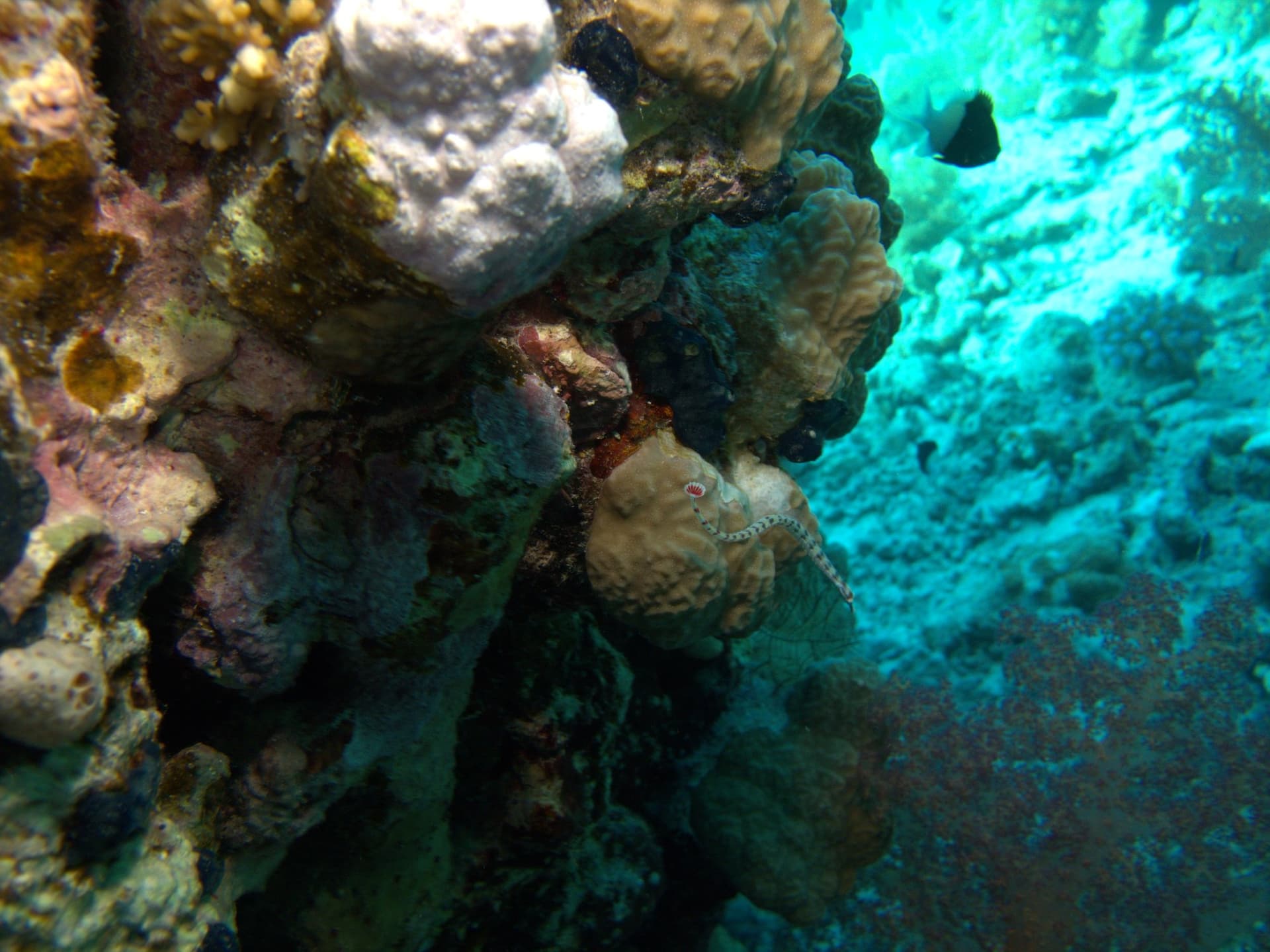 Pipefish