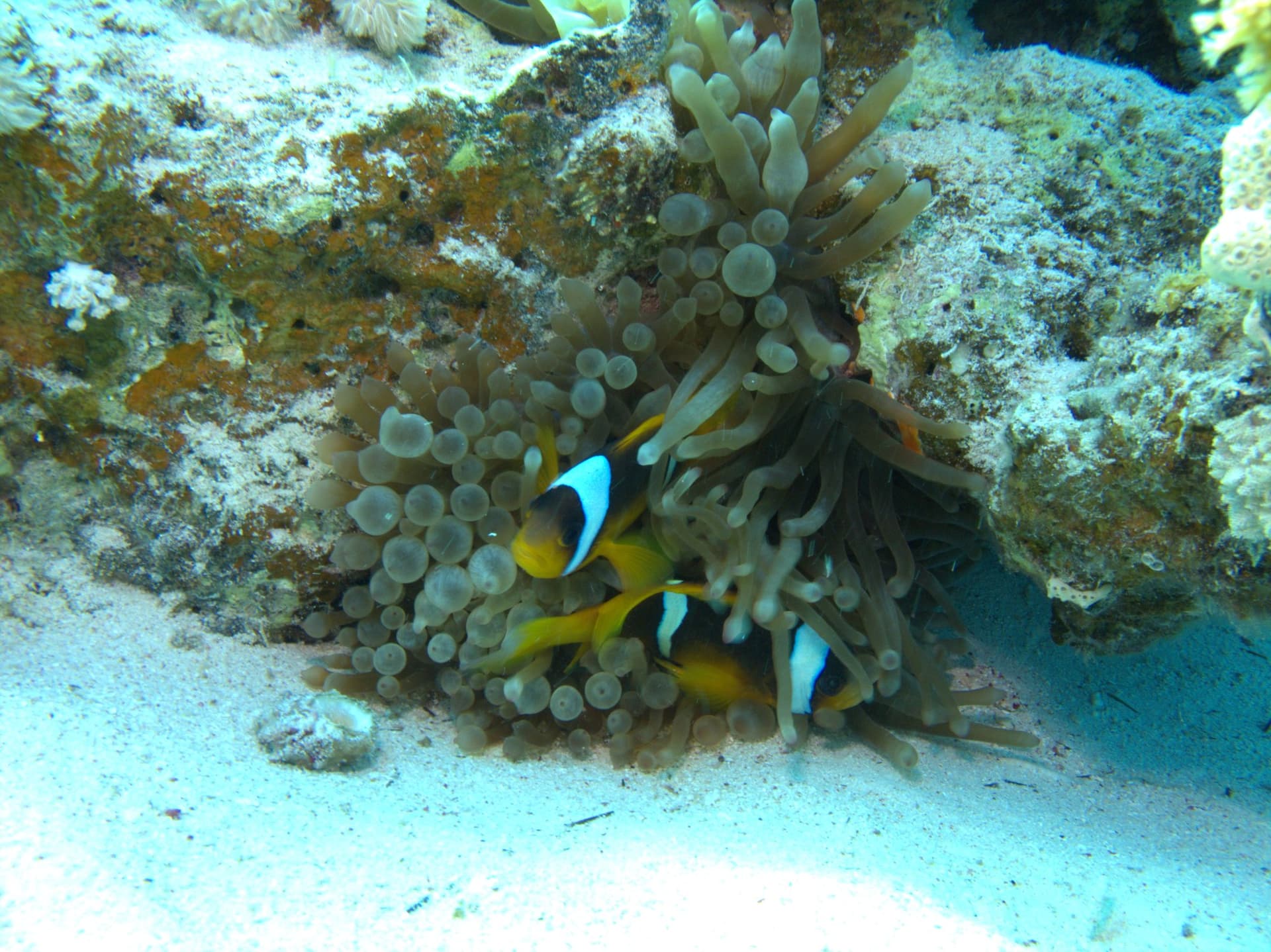 Clownfish