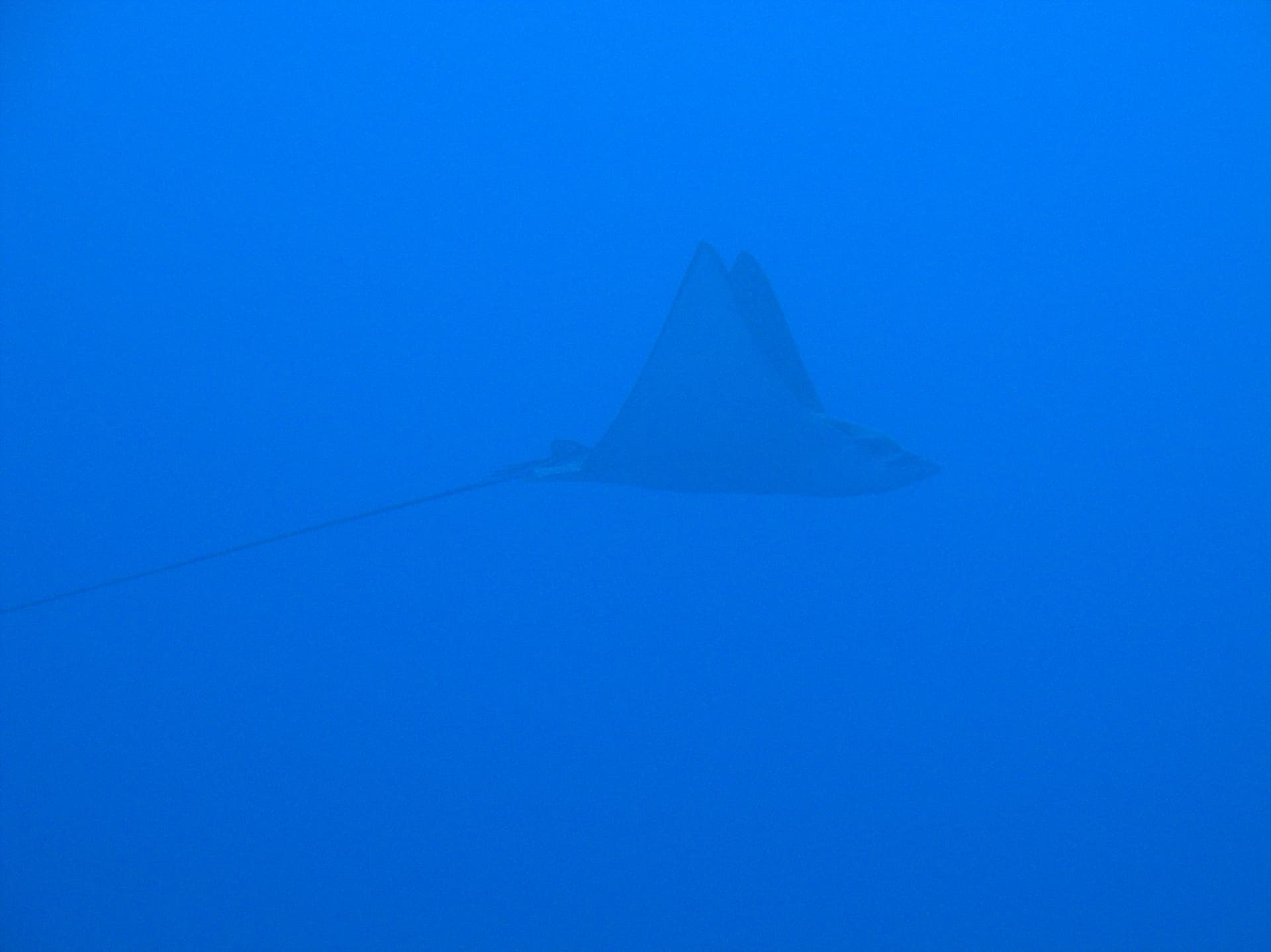 Common eagle ray