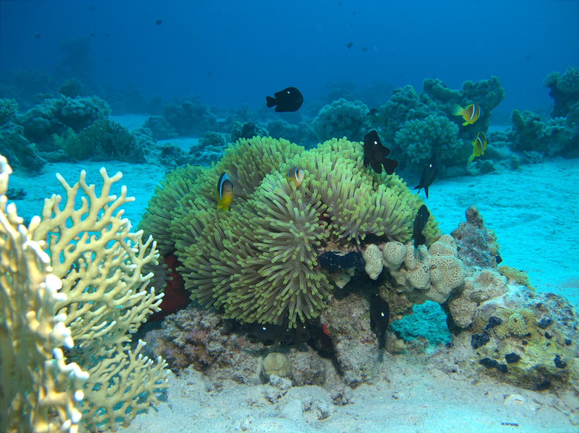 Clownfish